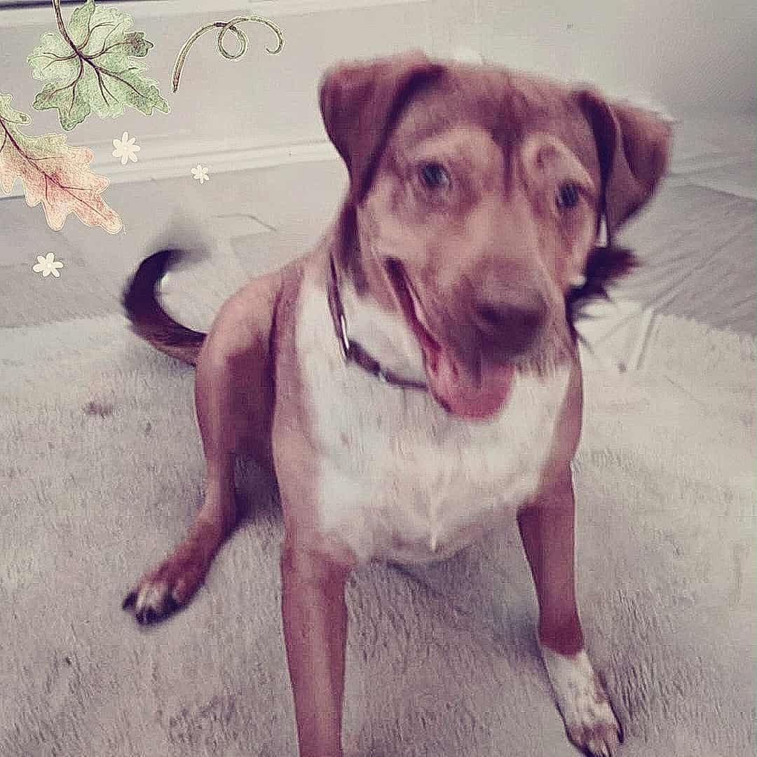 Enlarge CANELITA, a Adoptable mixed breed in Kennewick, WA image 4/5