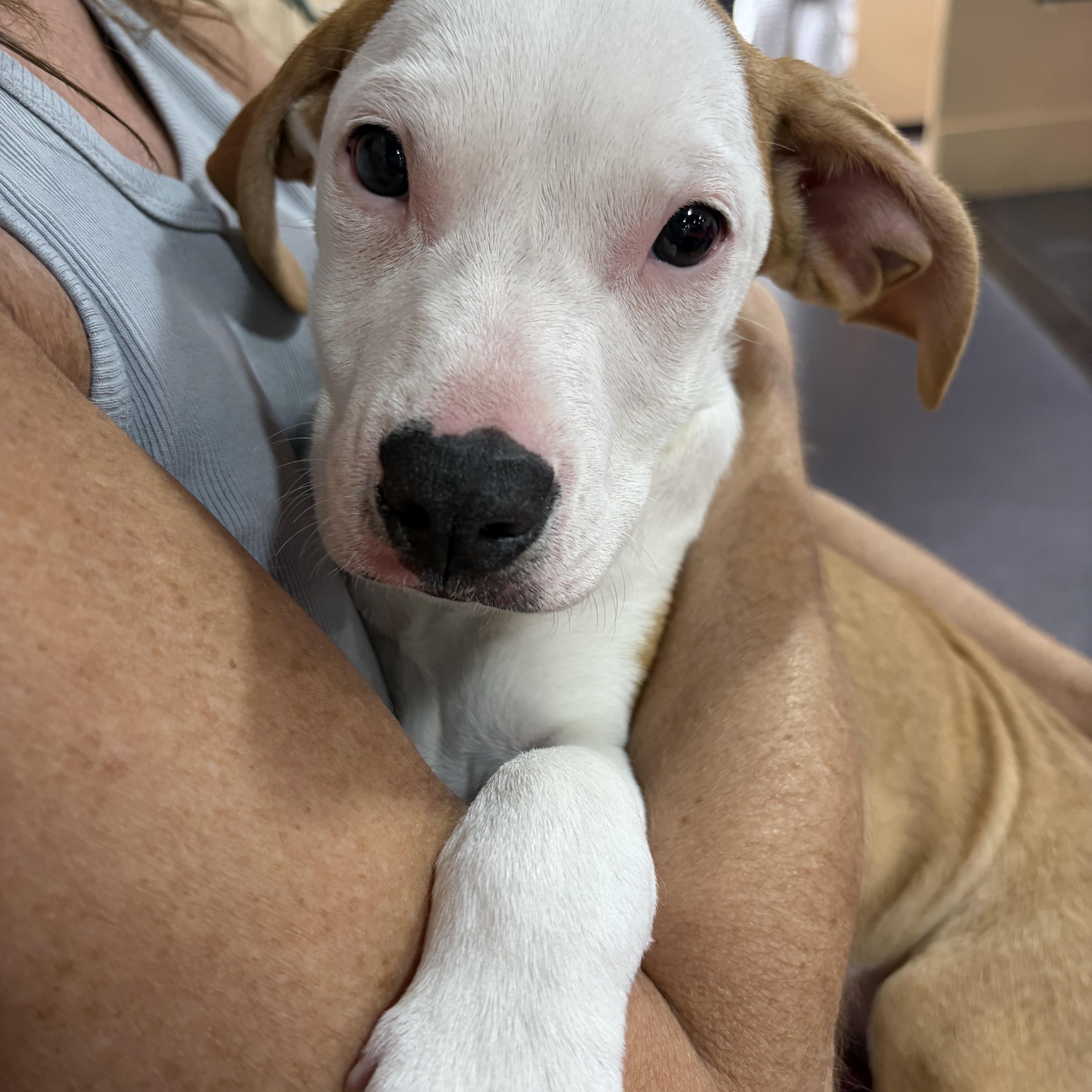 Rachael, ADOPTABLE, Puppy Female Mixed Breed.