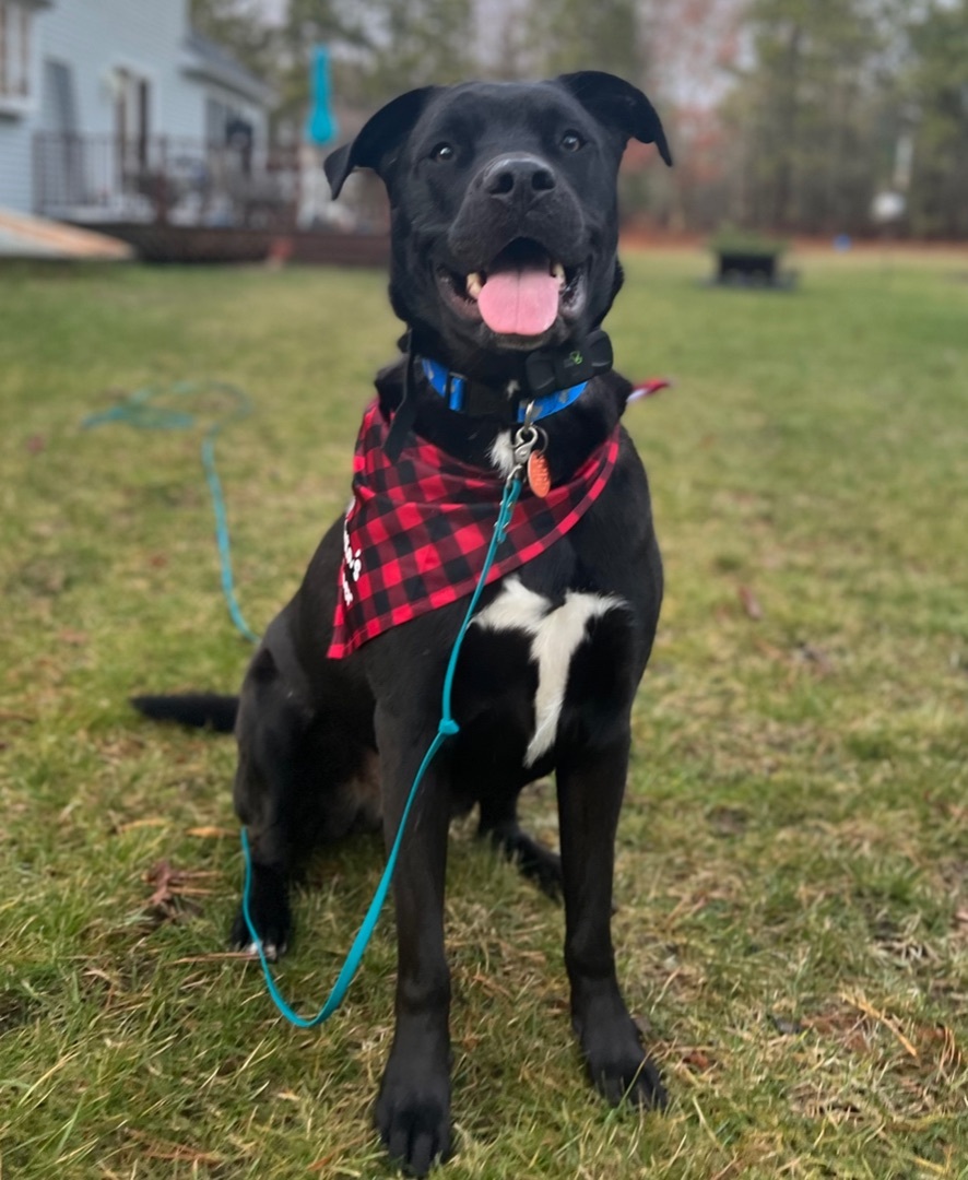 Enlarge Leo, a Adoptable Black Labrador Retriever in Hull, MA image 6/6