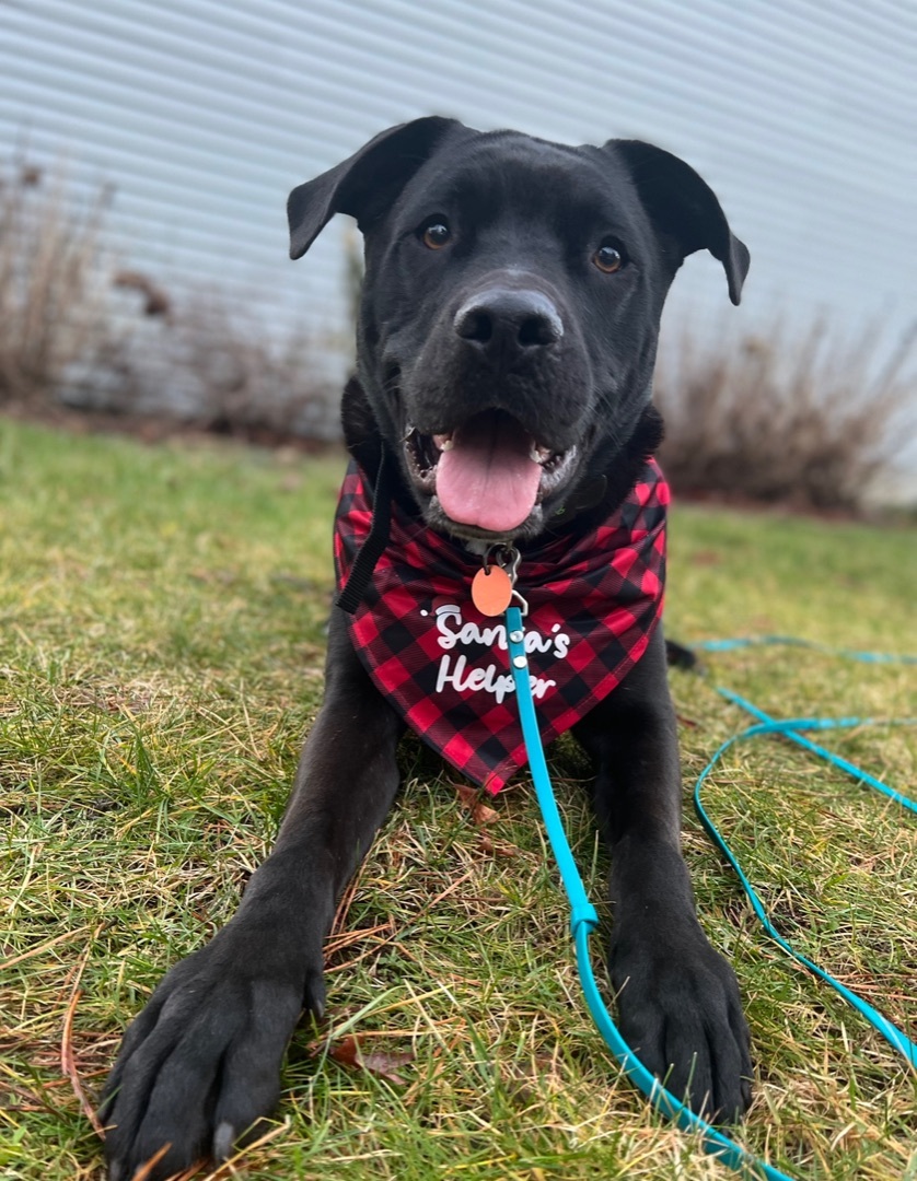 Enlarge Leo, a Adoptable Black Labrador Retriever in Hull, MA image 1/6