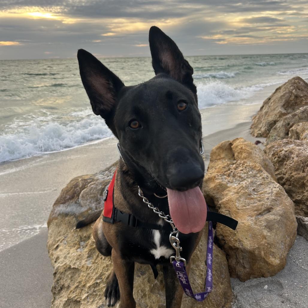 Pilot, Adoptable, Adult Female Belgian Shepherd / Malinois.