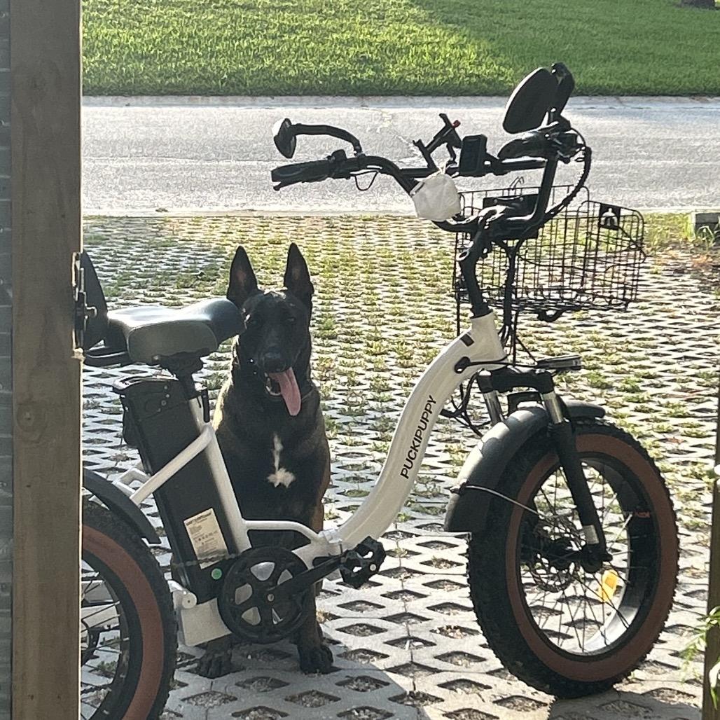 Enlarge Pilot, a Adoptable Belgian Shepherd / Malinois in North Port, FL image 2/6