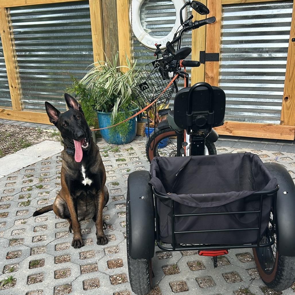 Enlarge Pilot, a Adoptable Belgian Shepherd / Malinois in North Port, FL image 5/6