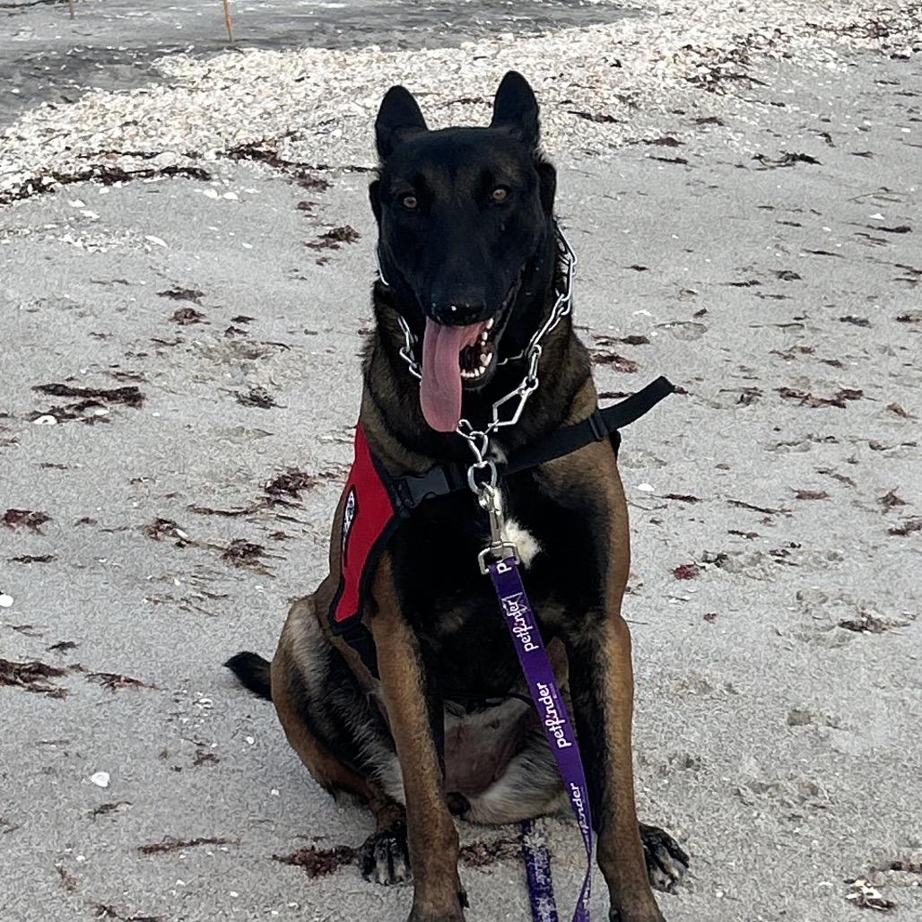 Enlarge Pilot, a Adoptable Belgian Shepherd / Malinois in North Port, FL image 6/6