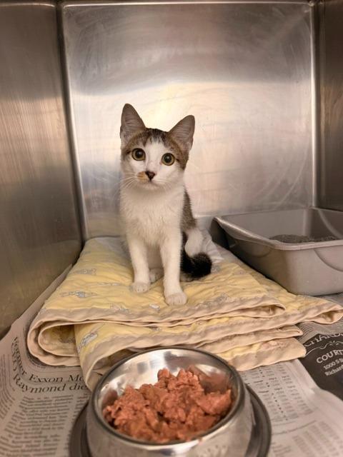 Enlarge Dr Pepper, a Adoptable mixed breed in Richland Hills, TX image 1/1