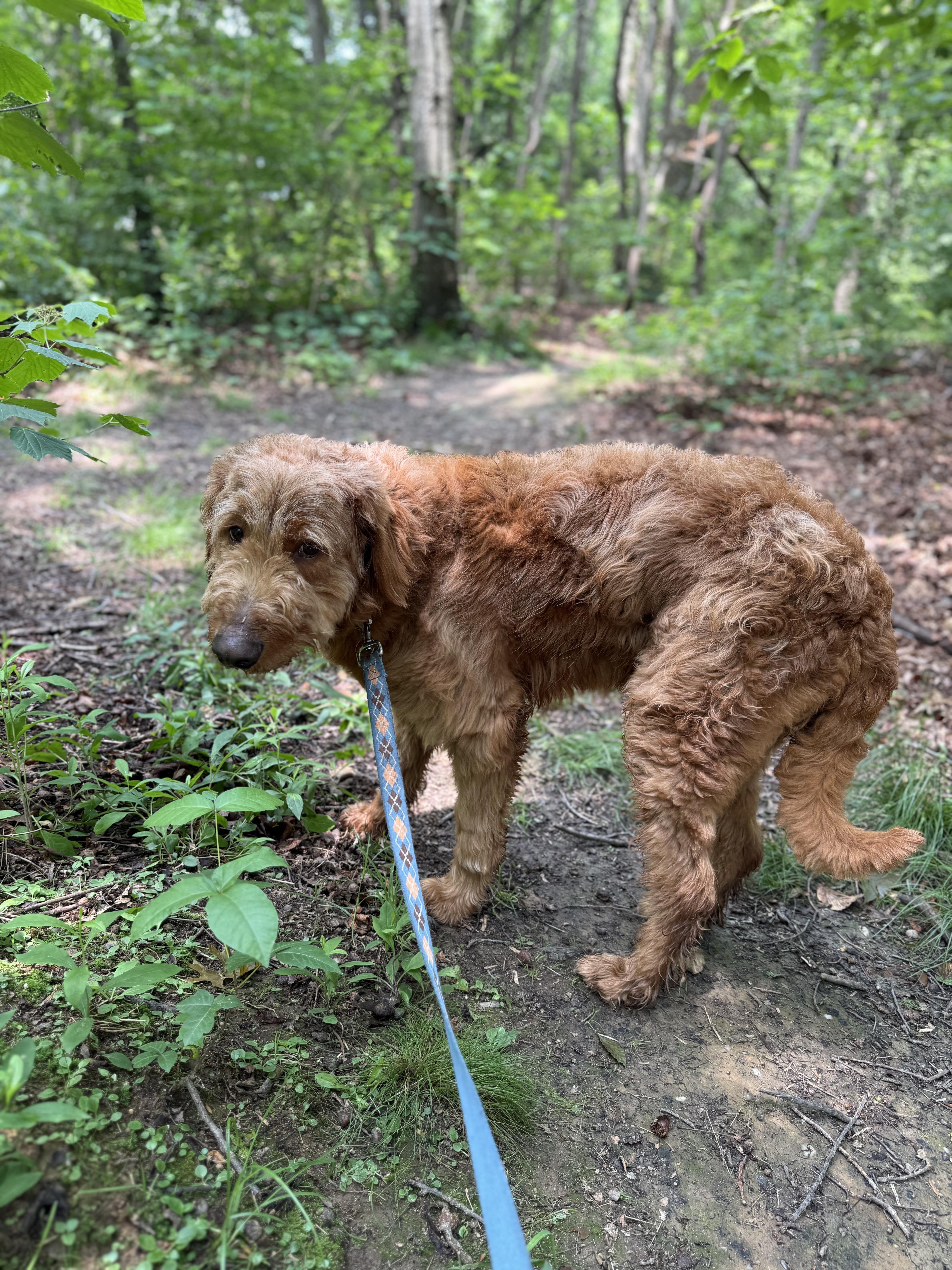 Jake, an adoptable Goldendoodle in AQUEBOGUE, NY, 11931 | Photo Image 2