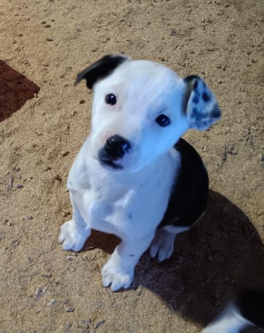 Enlarge Adventure, an adopted mixed breed in Bend, OR image 1/3