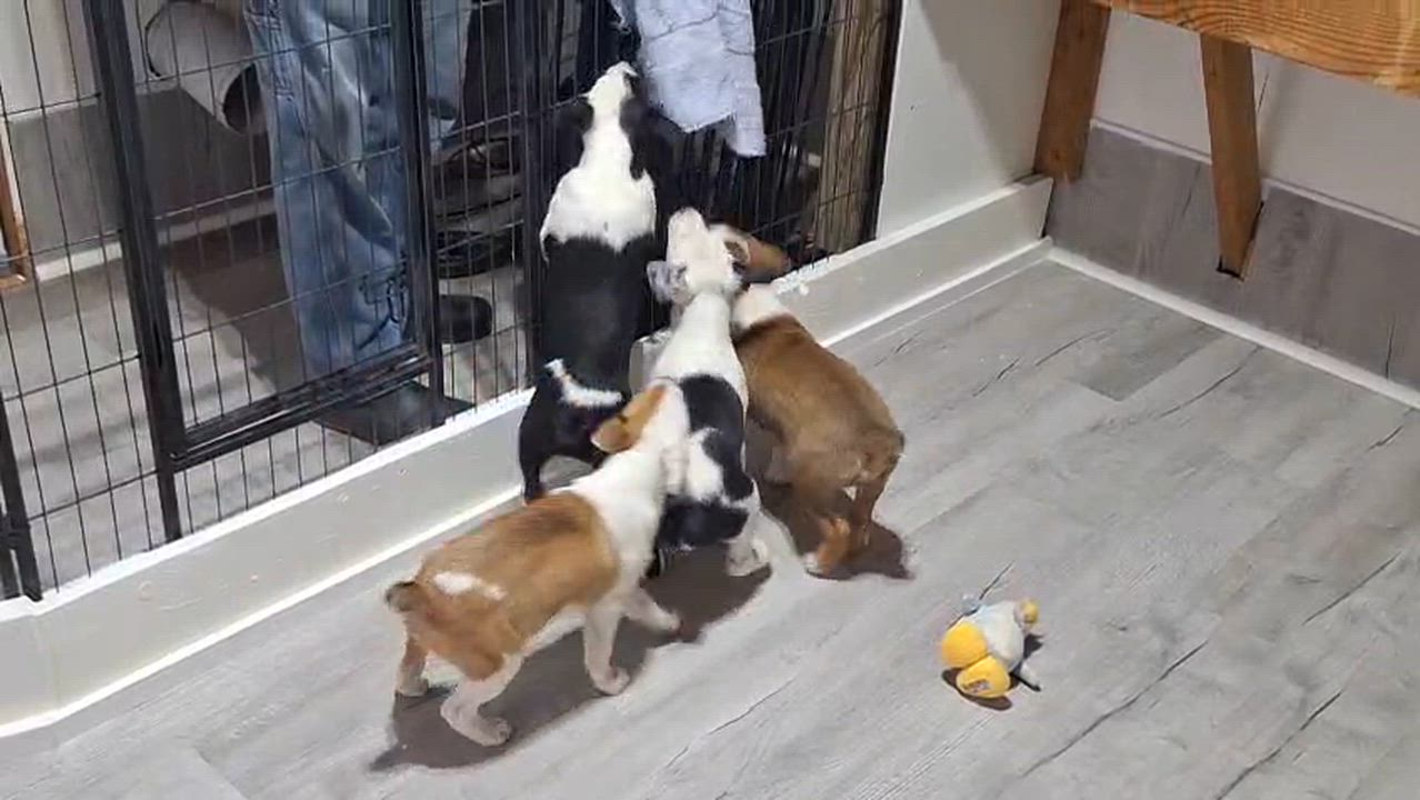 Enlarge Adventure, an adopted mixed breed in Bend, OR video 3/3