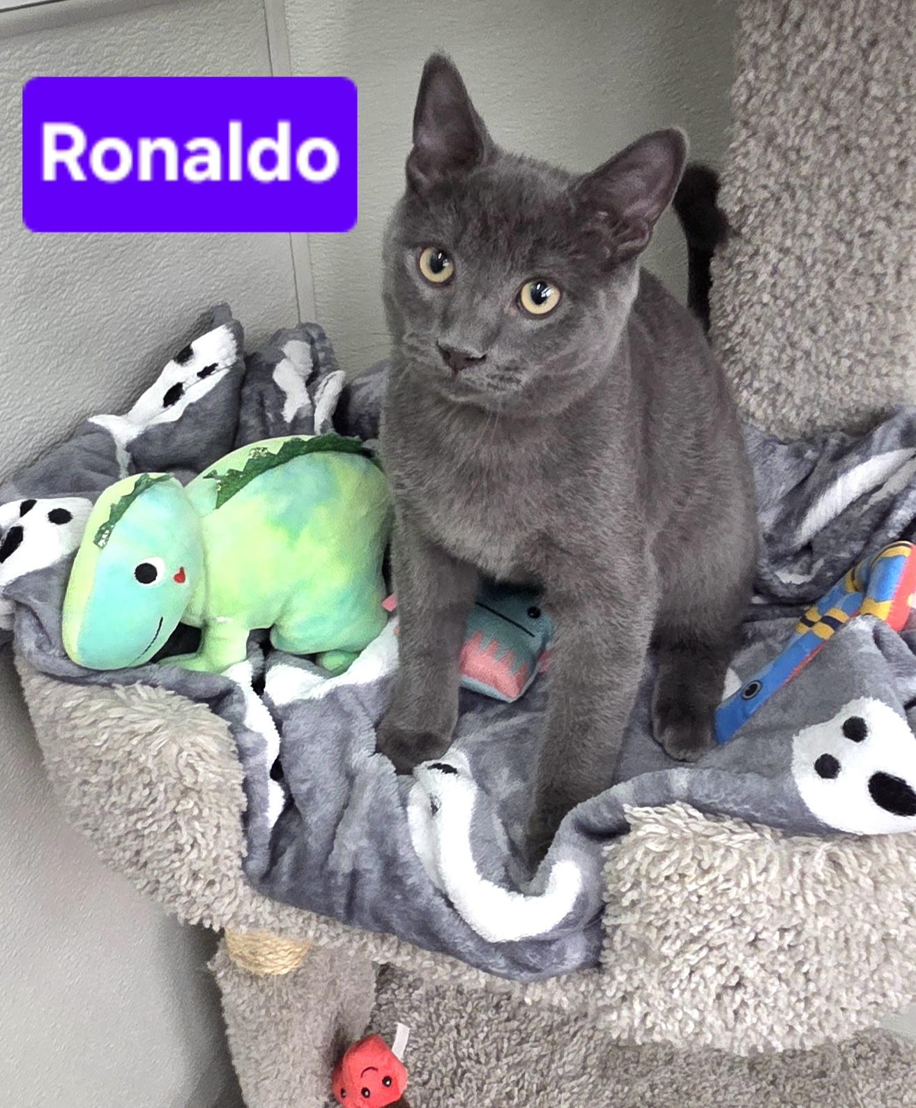 Enlarge Ronaldo (siblings are Kane, Beckham, Kova & Haaland), a Adoptable Domestic Short Hair in Brighton, MI image 2/6