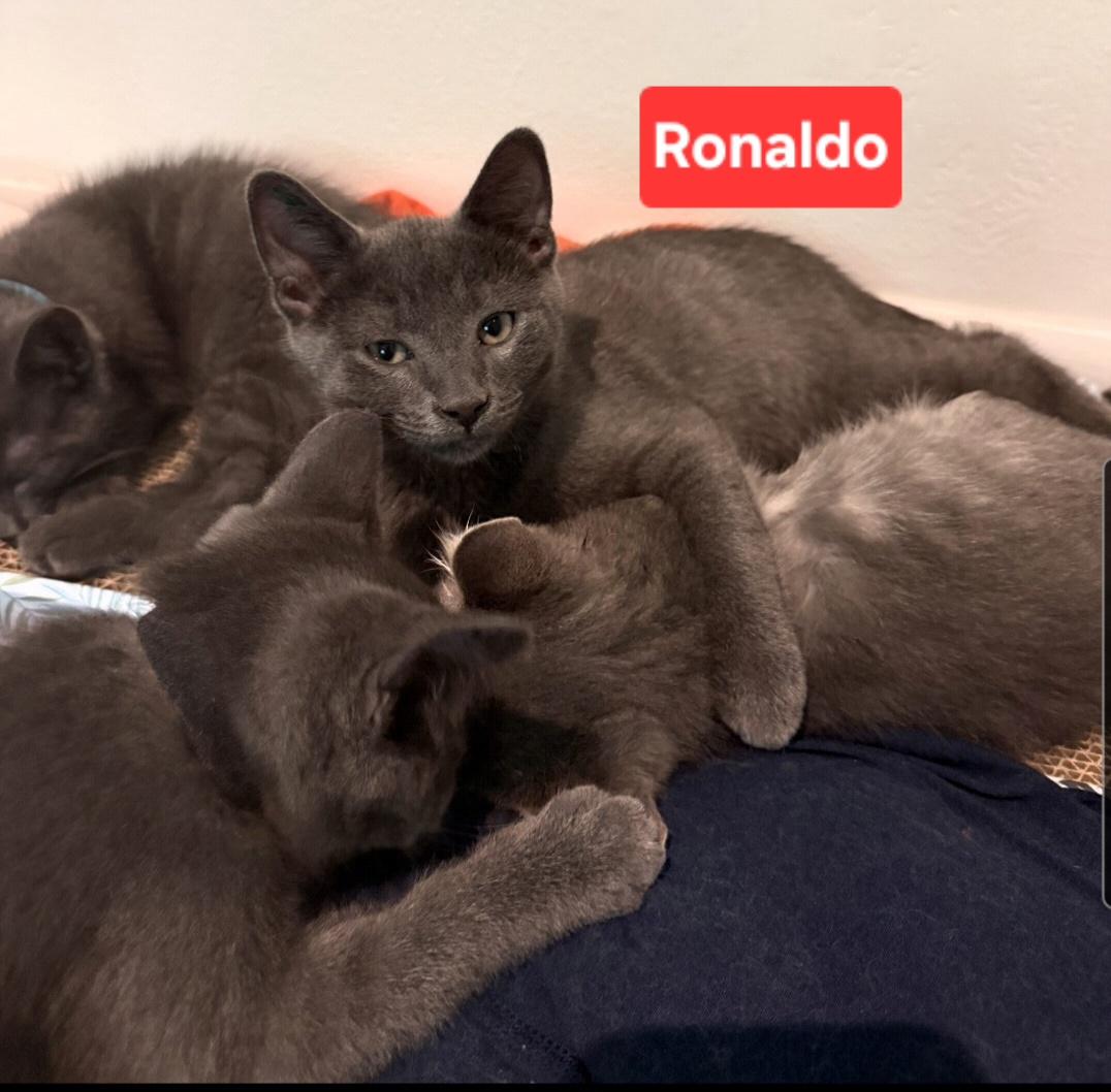 Enlarge Ronaldo (siblings are Kane, Beckham, Kova & Haaland), a Adoptable Domestic Short Hair in Brighton, MI image 6/6