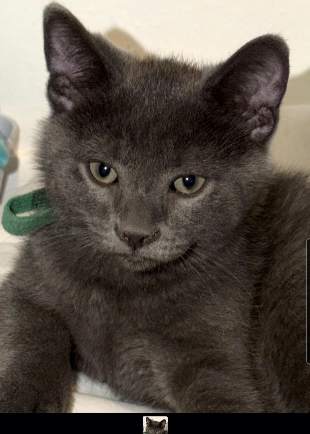 Enlarge Ronaldo (siblings are Kane, Beckham, Kova & Haaland), a Adoptable Domestic Short Hair in Brighton, MI image 5/6
