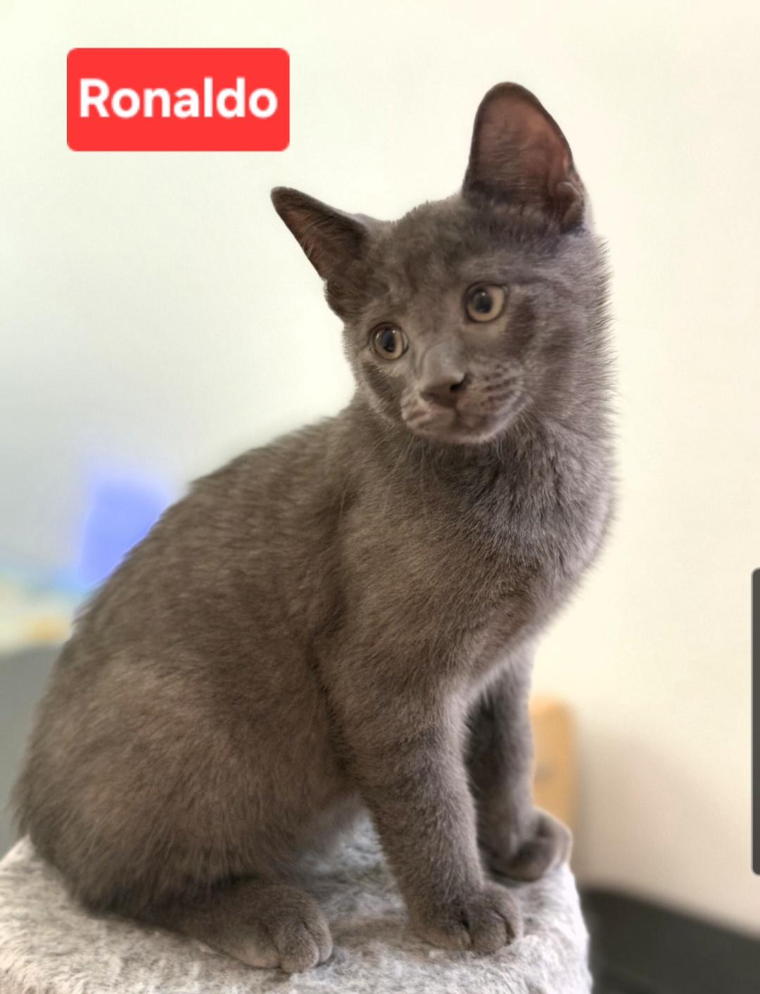 Ronaldo (siblings are Kane, Beckham & Haaland), Adoptable, Kitten Male Domestic Short Hair.