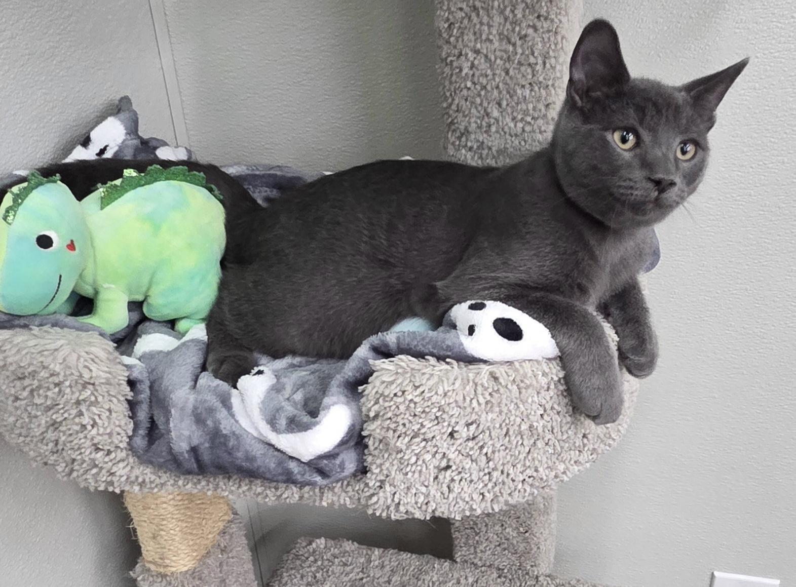 Enlarge Ronaldo (siblings are Kane, Beckham, Kova & Haaland), a Adoptable Domestic Short Hair in Brighton, MI image 3/6