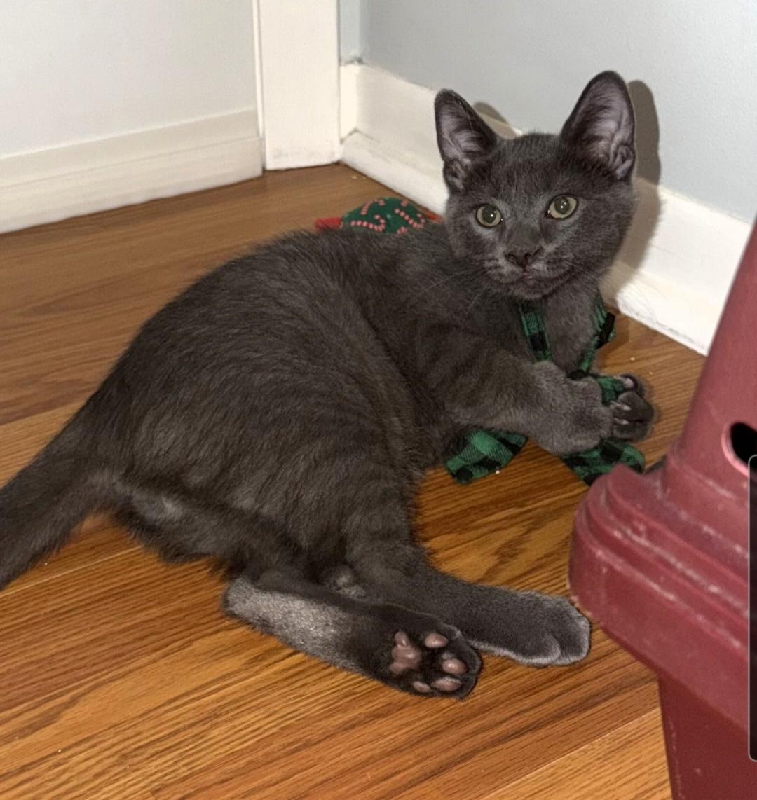 Enlarge Ronaldo (siblings are Kane, Beckham, Kova & Haaland), a Adoptable Domestic Short Hair in Brighton, MI image 4/6