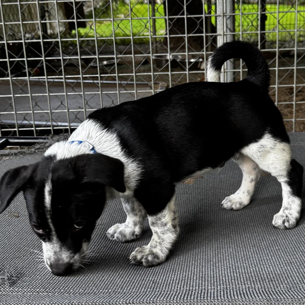 NY Levi (Foster in Stormville NY), a Adoptable mixed breed in Eastford, CT image 3/4