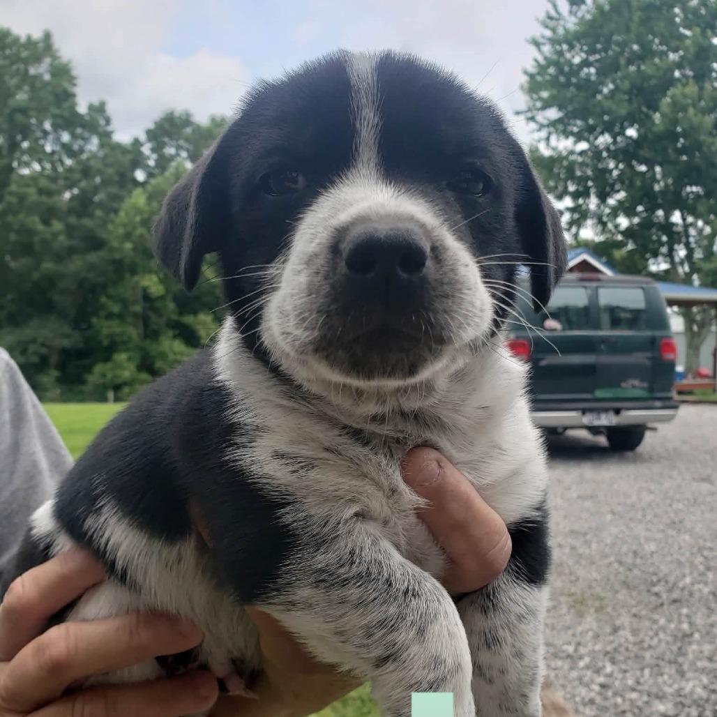 NY Levi (Foster in Stormville NY), a Adoptable mixed breed in Eastford, CT image 4/4