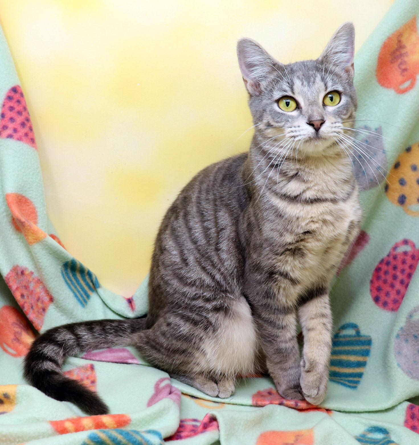 Enlarge Sabrina, a ADOPTABLE Domestic Short Hair in Tierra Verde, FL image 3/3