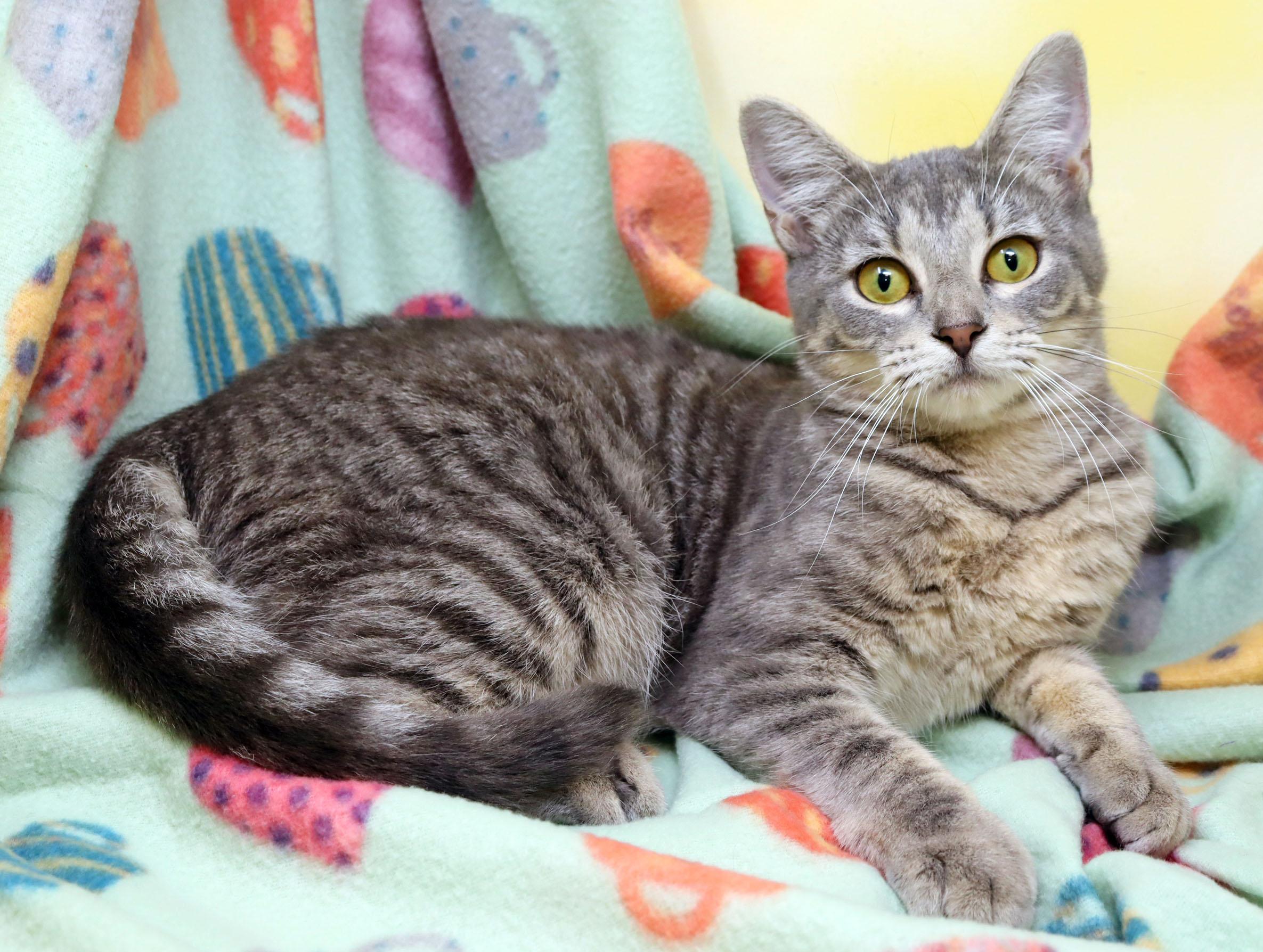 Enlarge Sabrina, a ADOPTABLE Domestic Short Hair in Tierra Verde, FL image 2/3