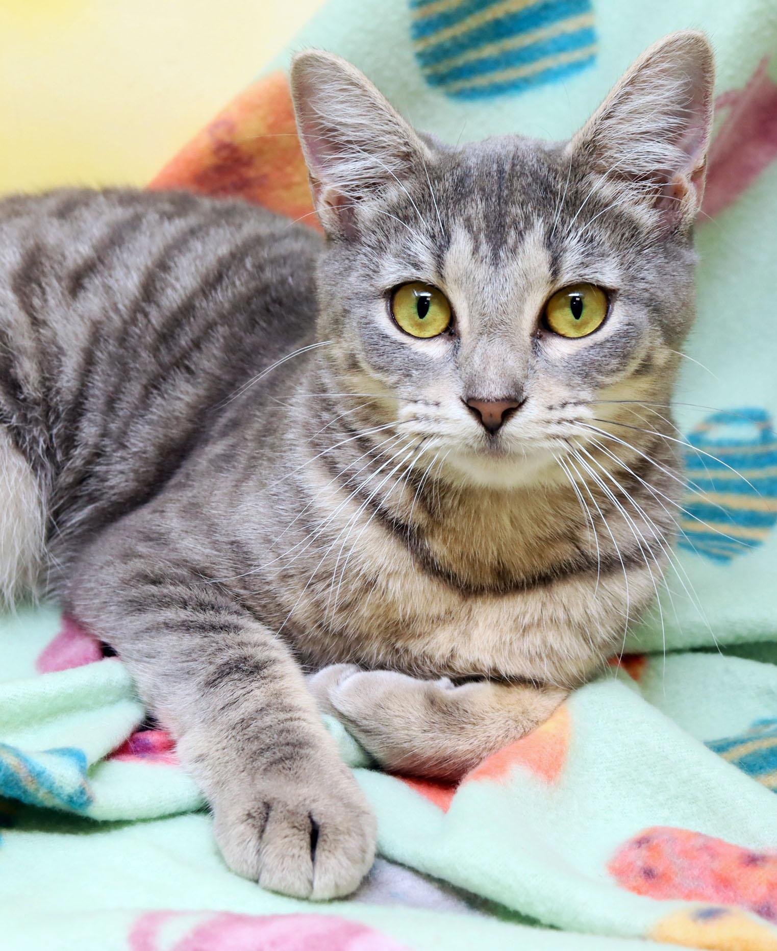 Sabrina, ADOPTABLE, Young Female Domestic Short Hair.