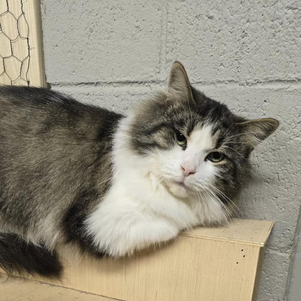 Cookie, Adoptable, Adult Male Domestic Long Hair.