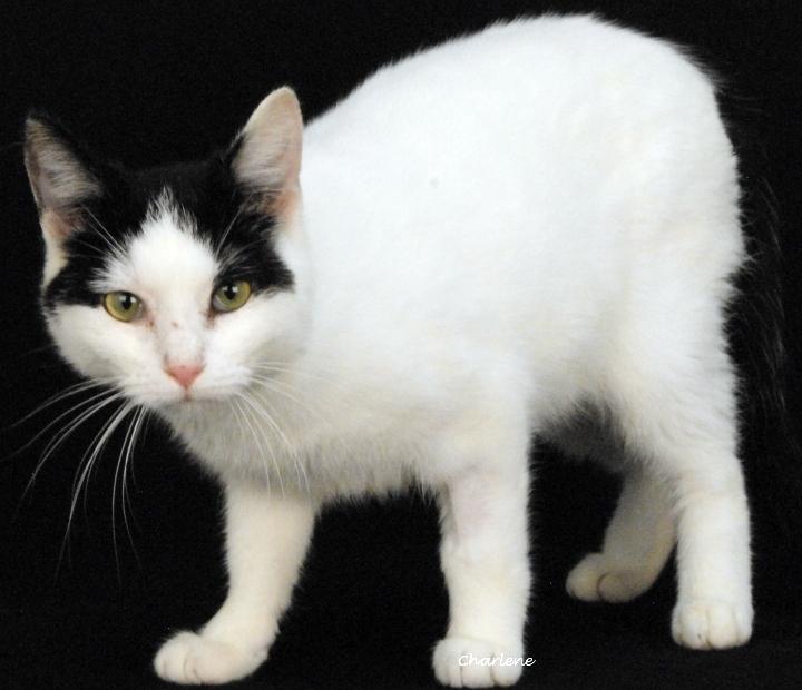 Kit, Adopted, Adult Male Domestic Short Hair.