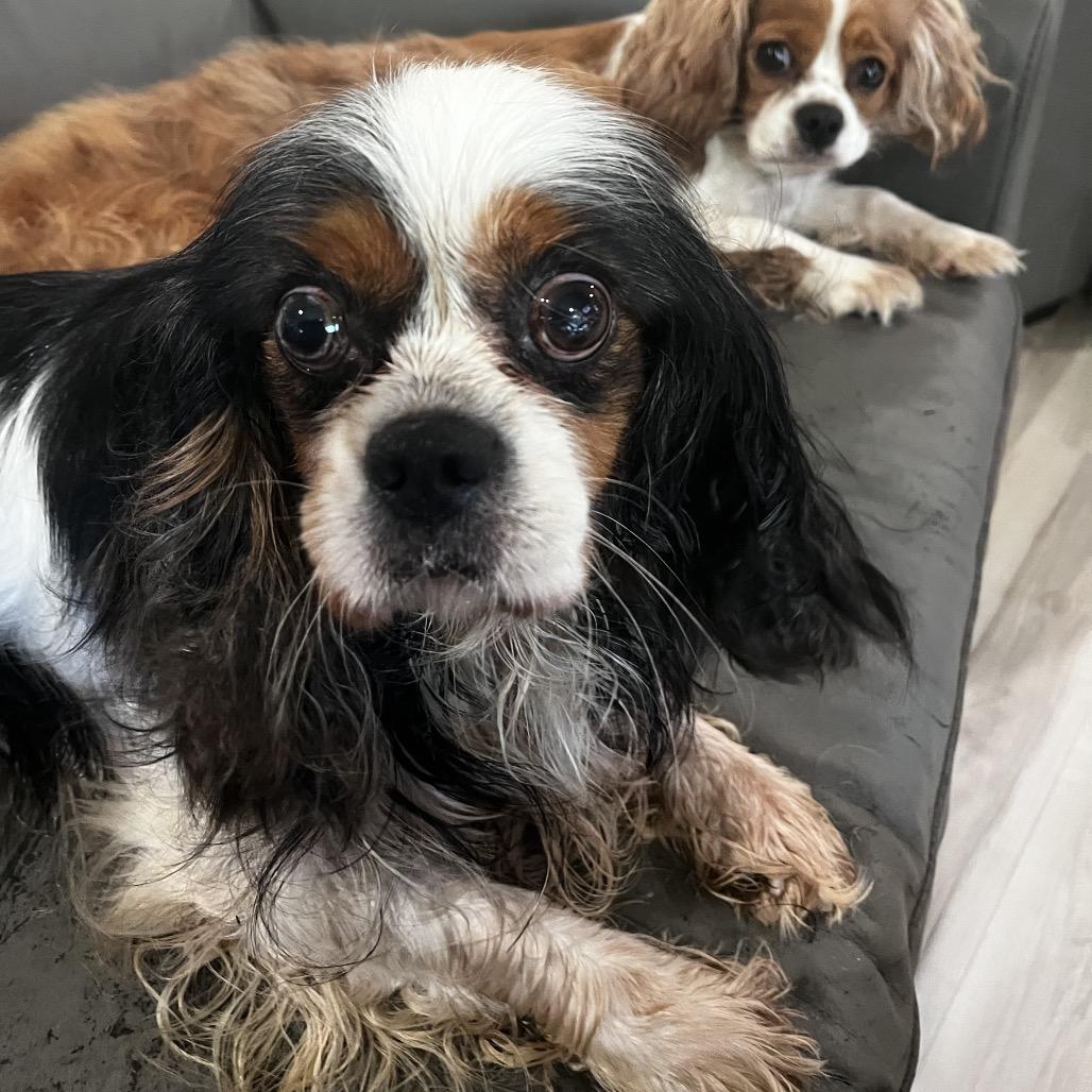 Charlie, Adoptable, Adult Male Cavalier King Charles Spaniel.