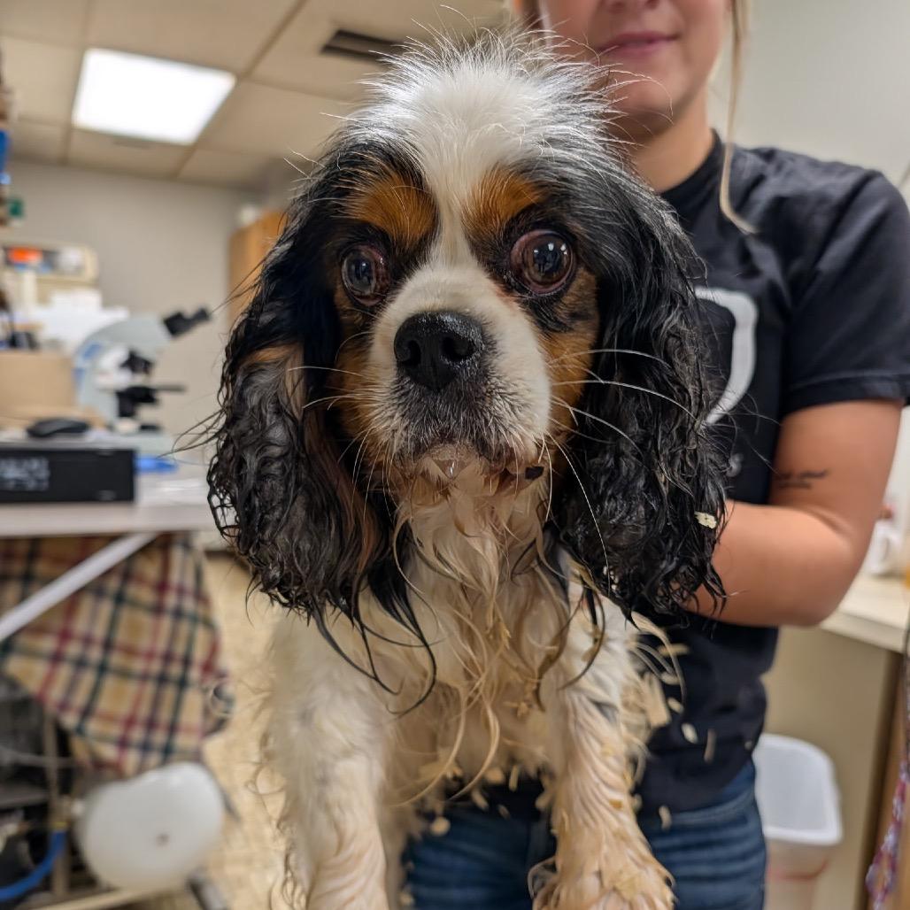 Enlarge Charlie, a Adoptable Cavalier King Charles Spaniel in Pittsburg, KS image 2/3