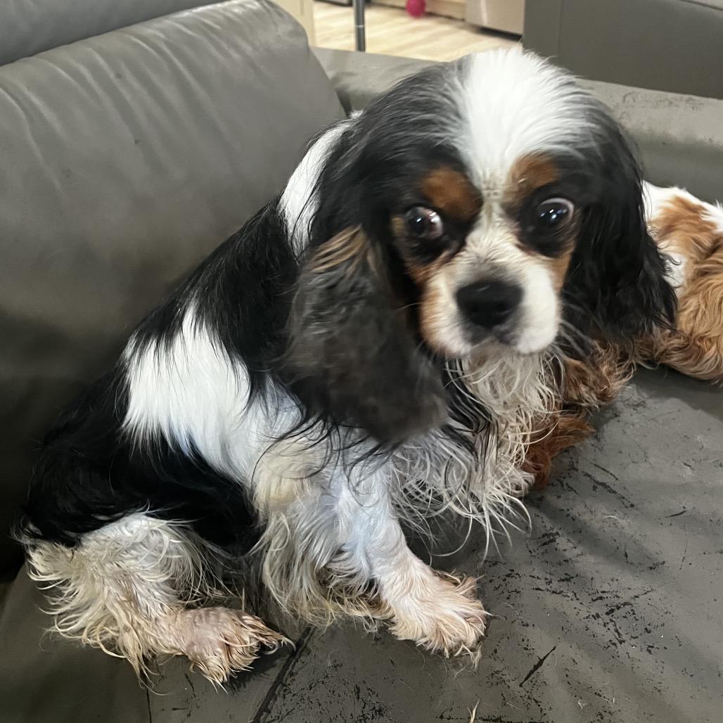 Enlarge Charlie, a Adoptable Cavalier King Charles Spaniel in Pittsburg, KS image 3/3
