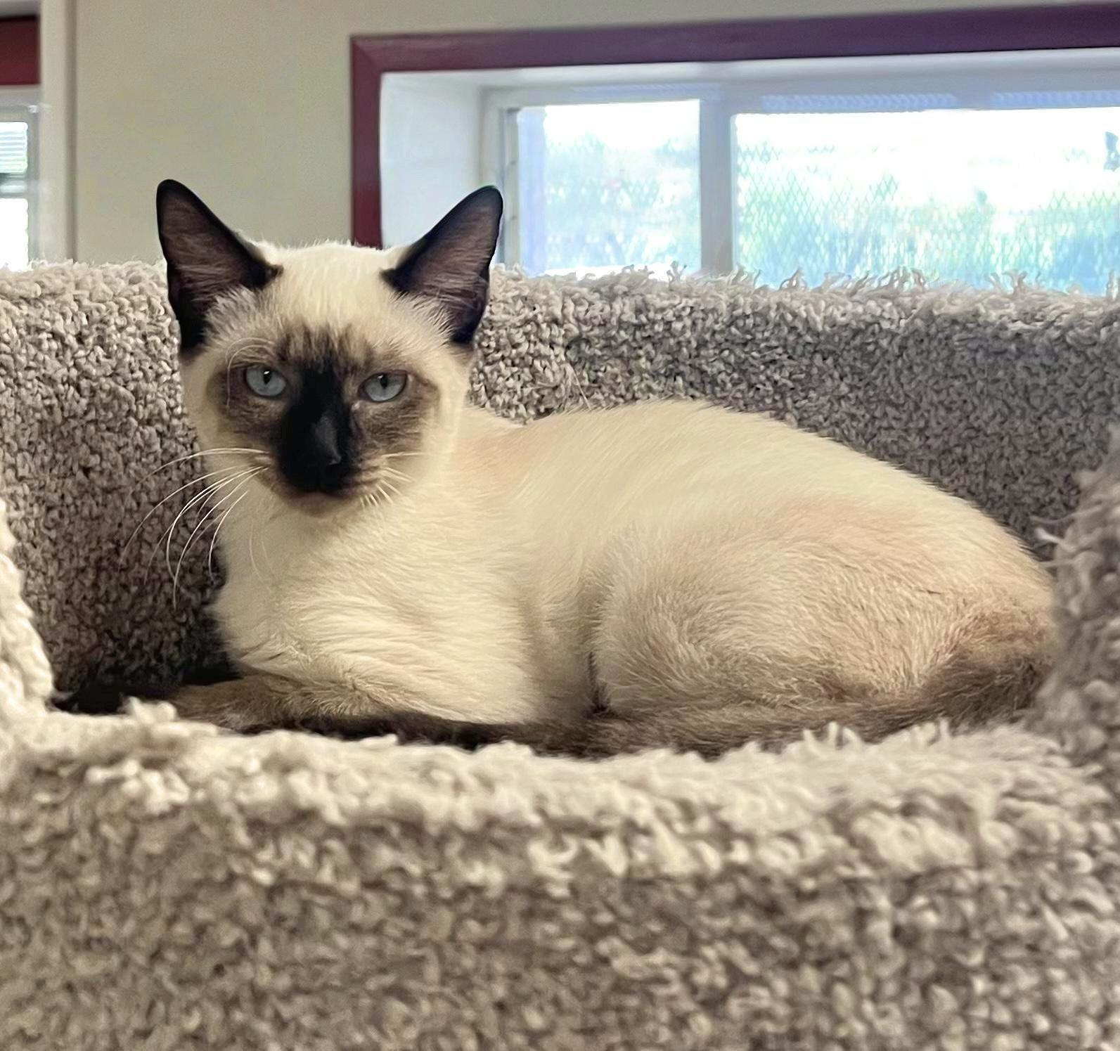 Mystic — A Holiday Starlet with Stunning Sapphire Eyes!