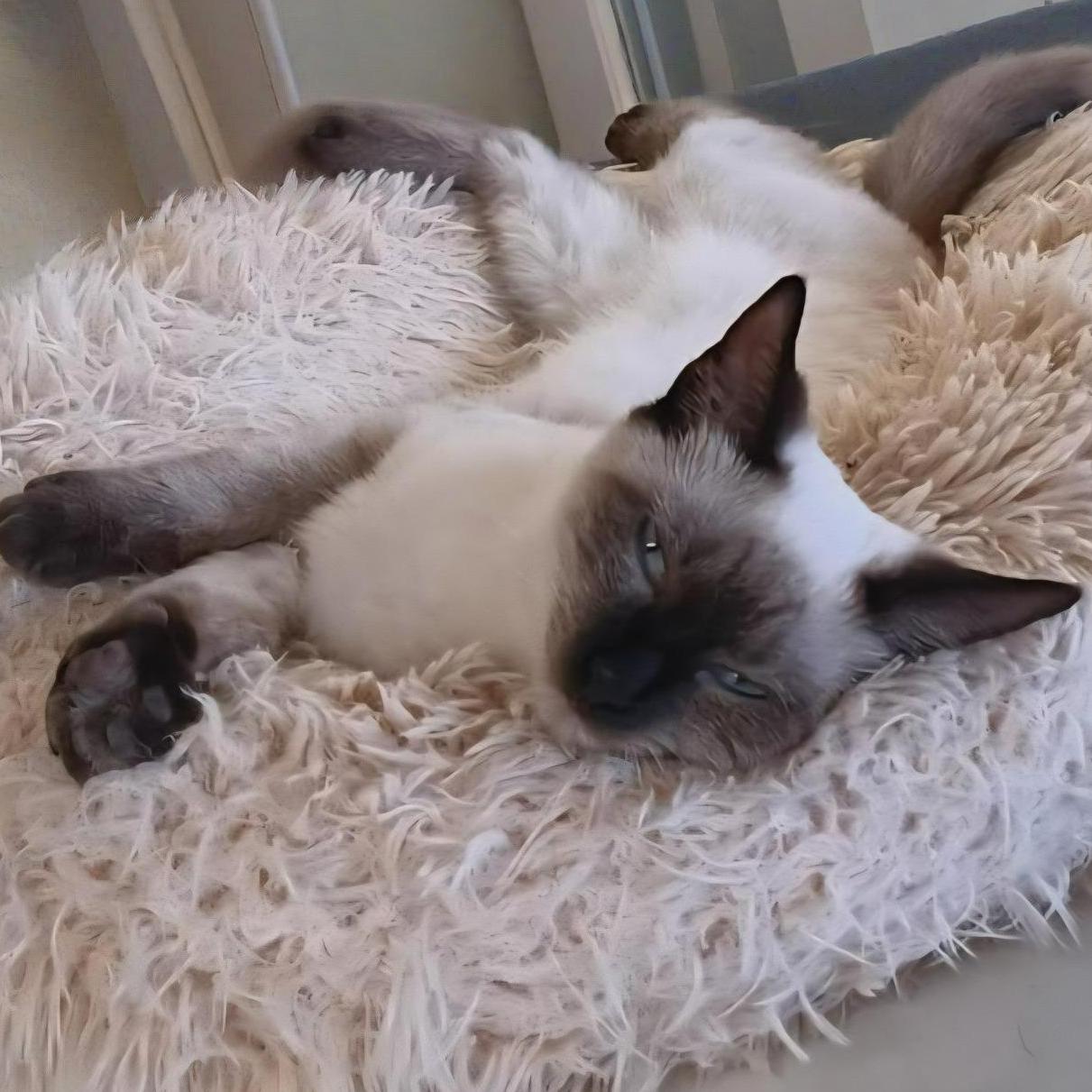 Mystic — A Holiday Starlet with Stunning Sapphire Eyes!