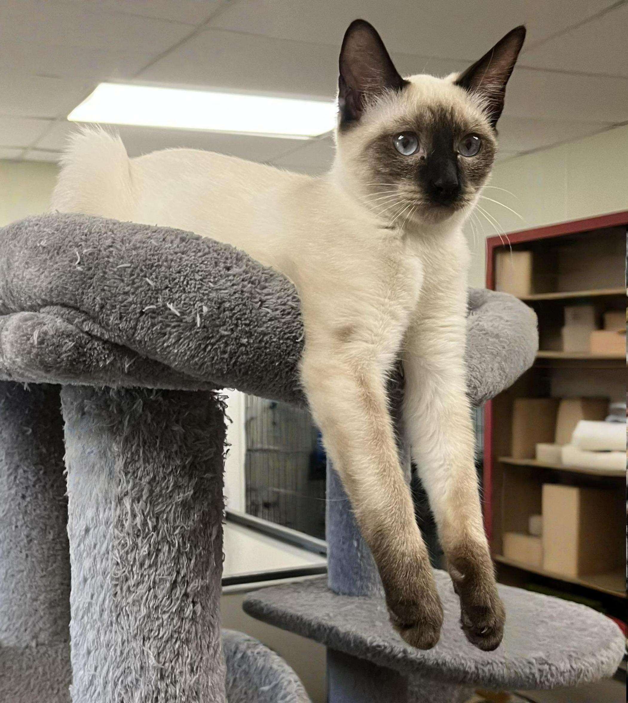 Mystic — A Holiday Starlet with Stunning Sapphire Eyes!