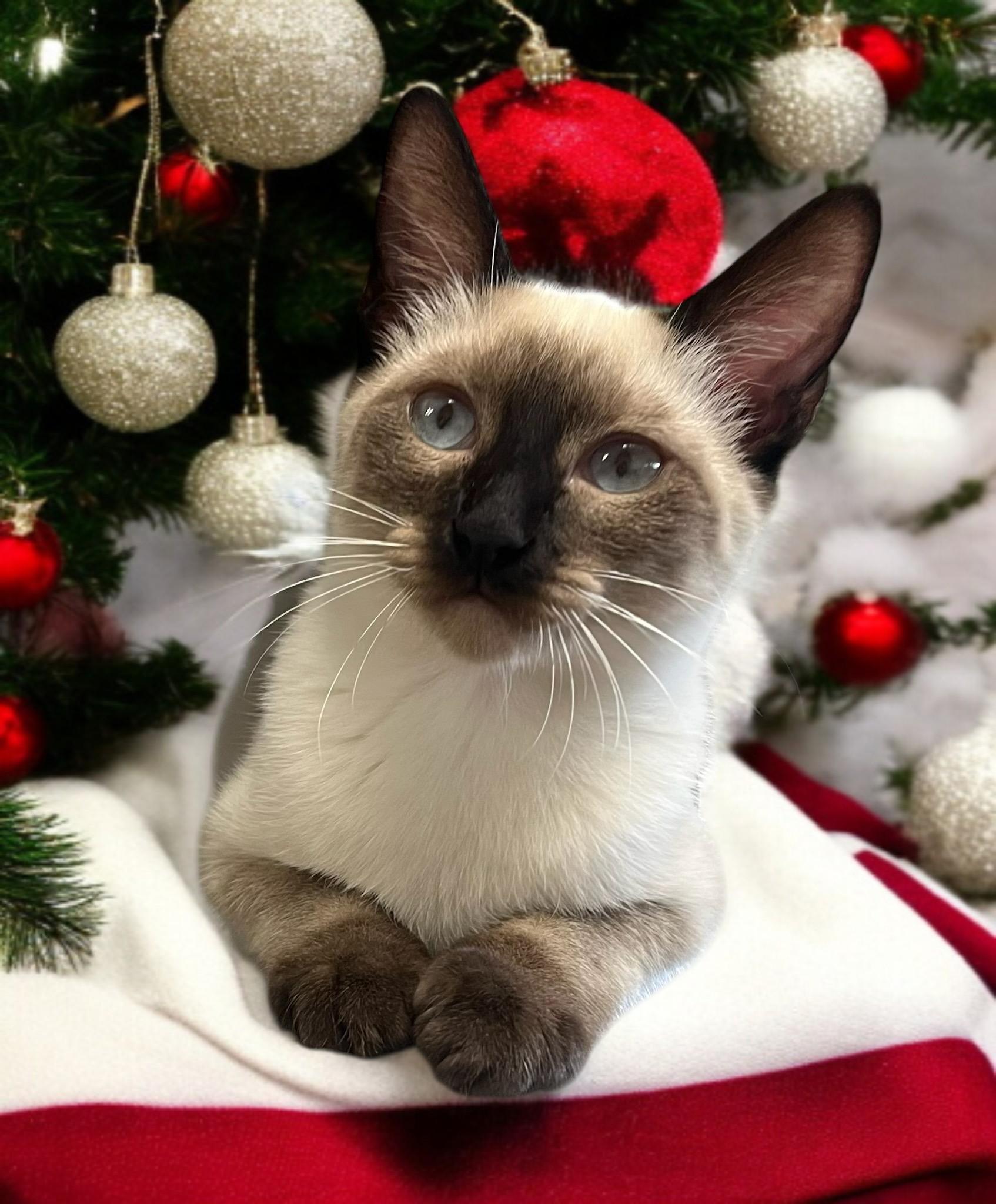 Mystic — A Holiday Starlet with Stunning Sapphire Eyes!