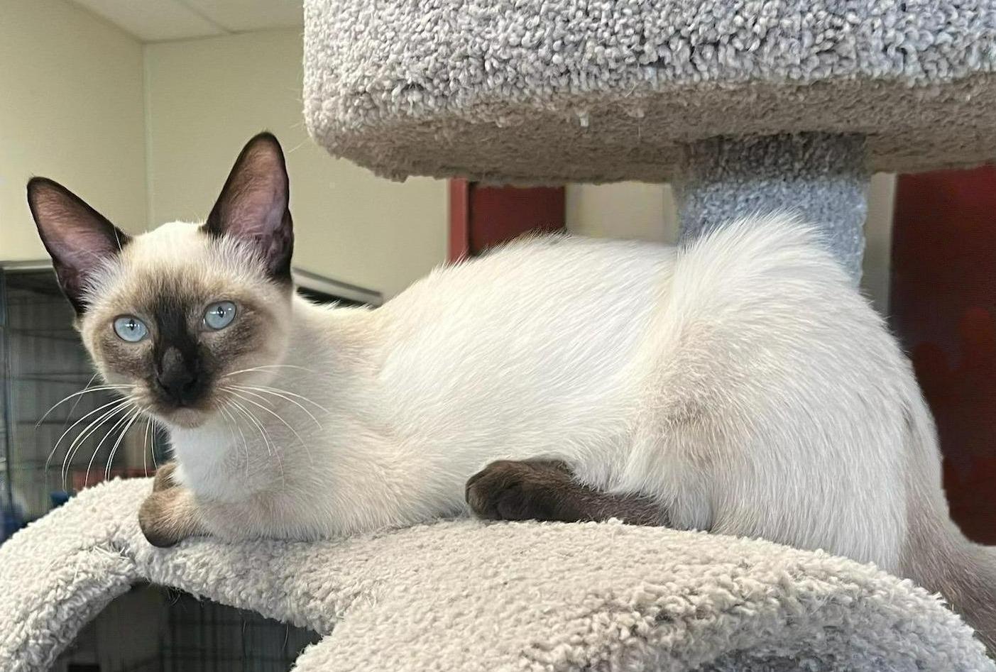 Mystic — A Holiday Starlet with Stunning Sapphire Eyes!