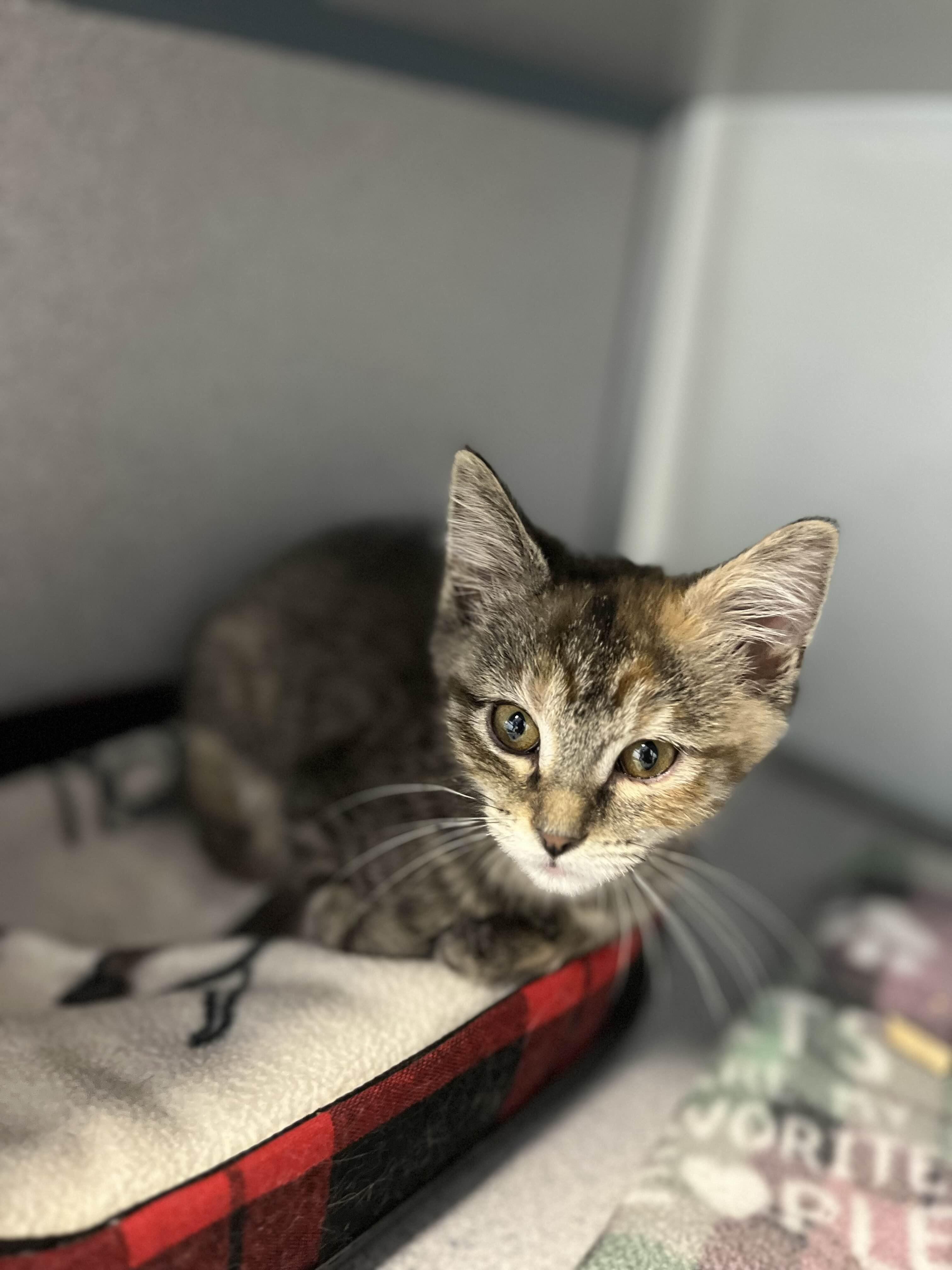 Toothless, Young Female unknown