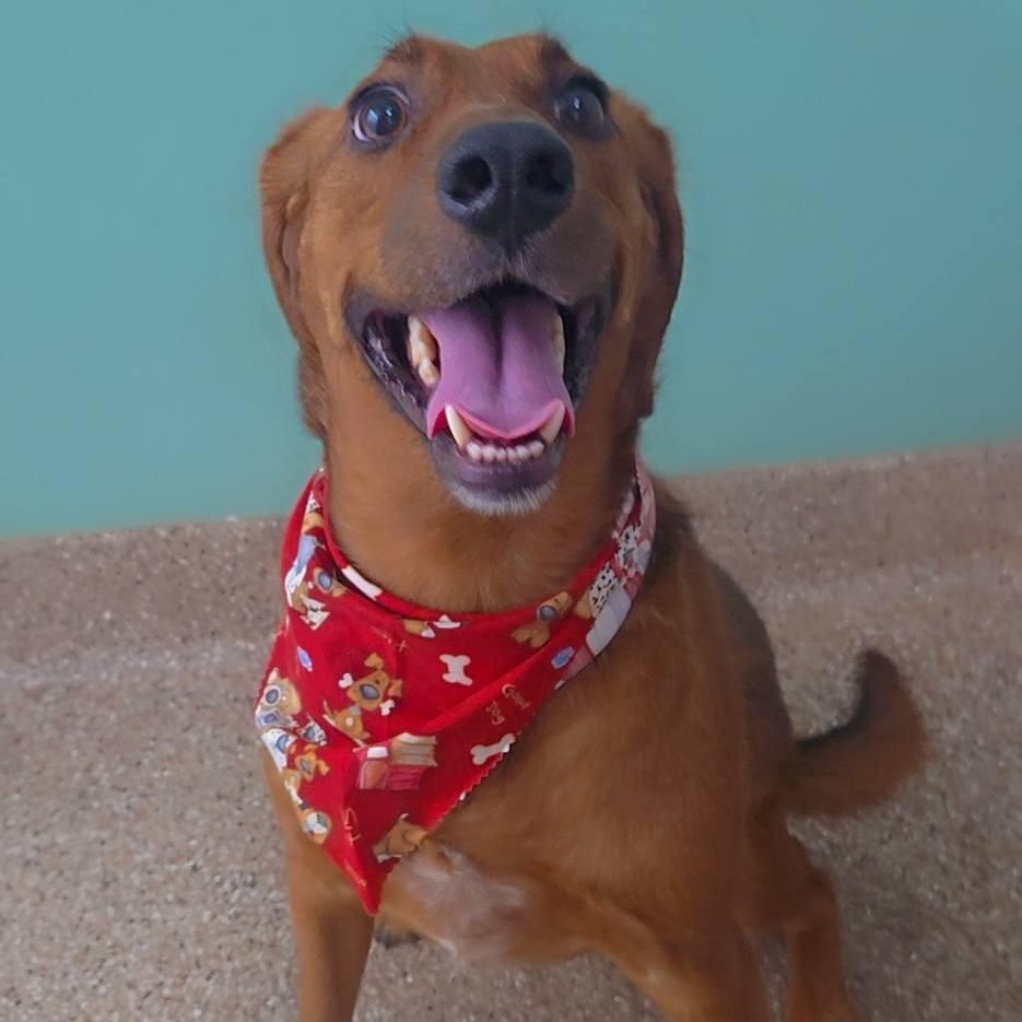 Enlarge Bo, a Adoptable mixed breed in Martinsburg, WV image 1/1