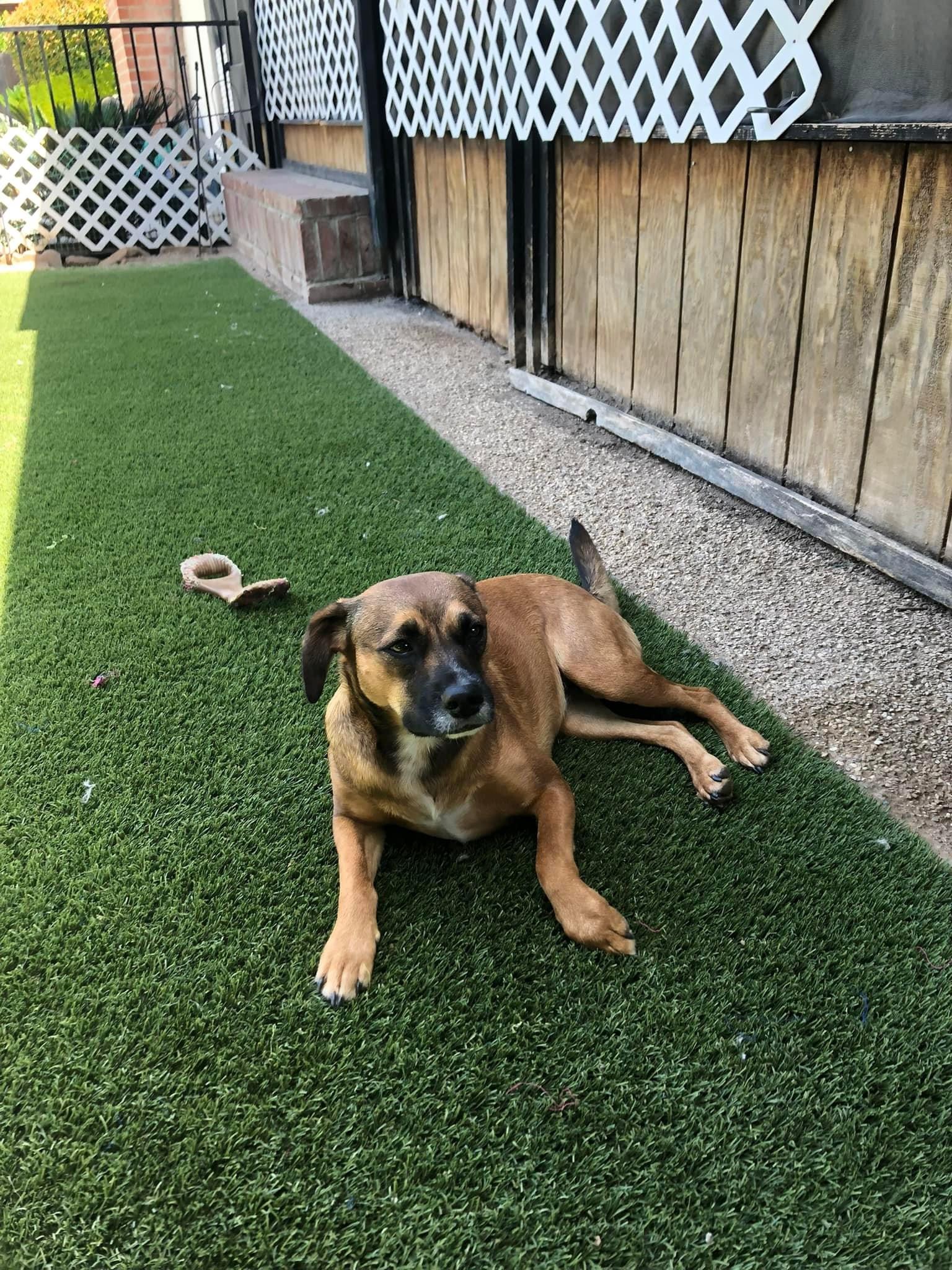 Marcia, a Adoptable Terrier in Fresno, CA image 1/10