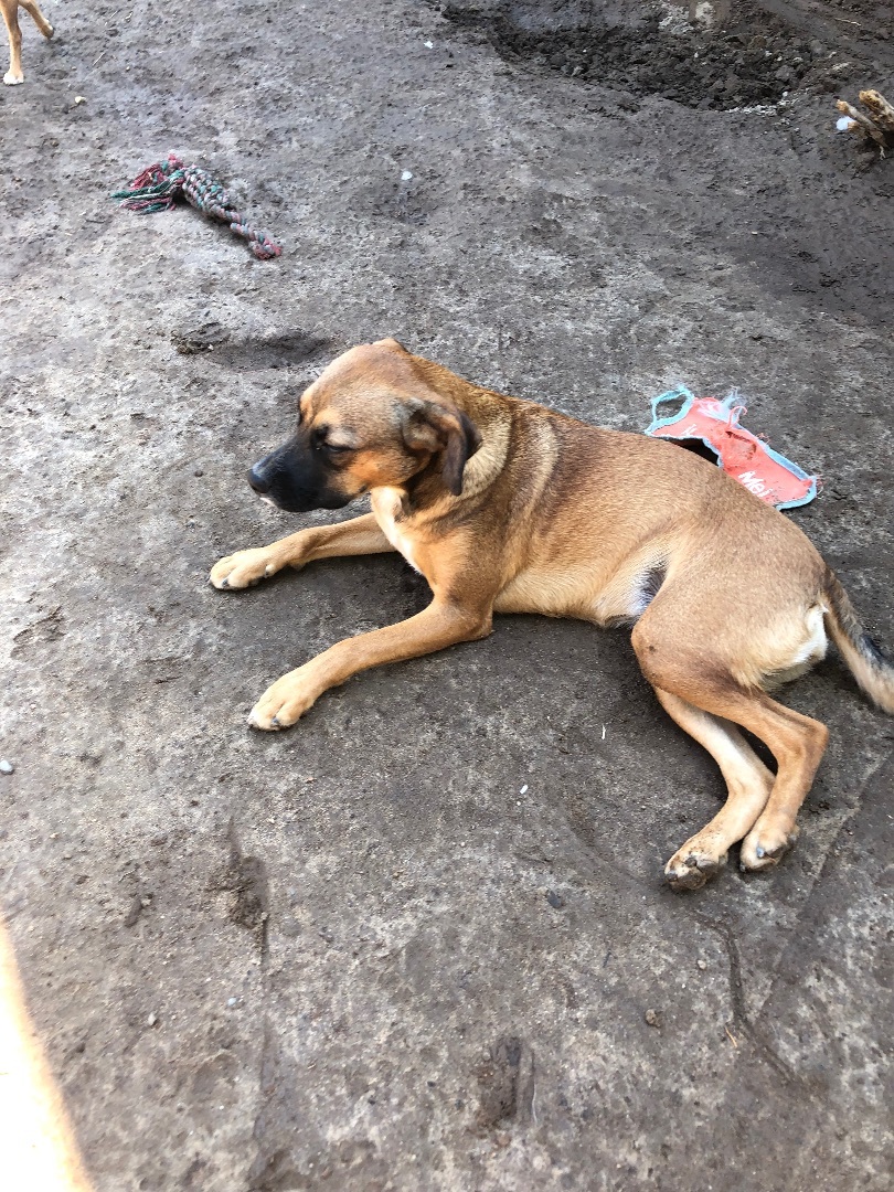 Enlarge Marcia, a Adoptable Terrier in Fresno, CA image 10/10