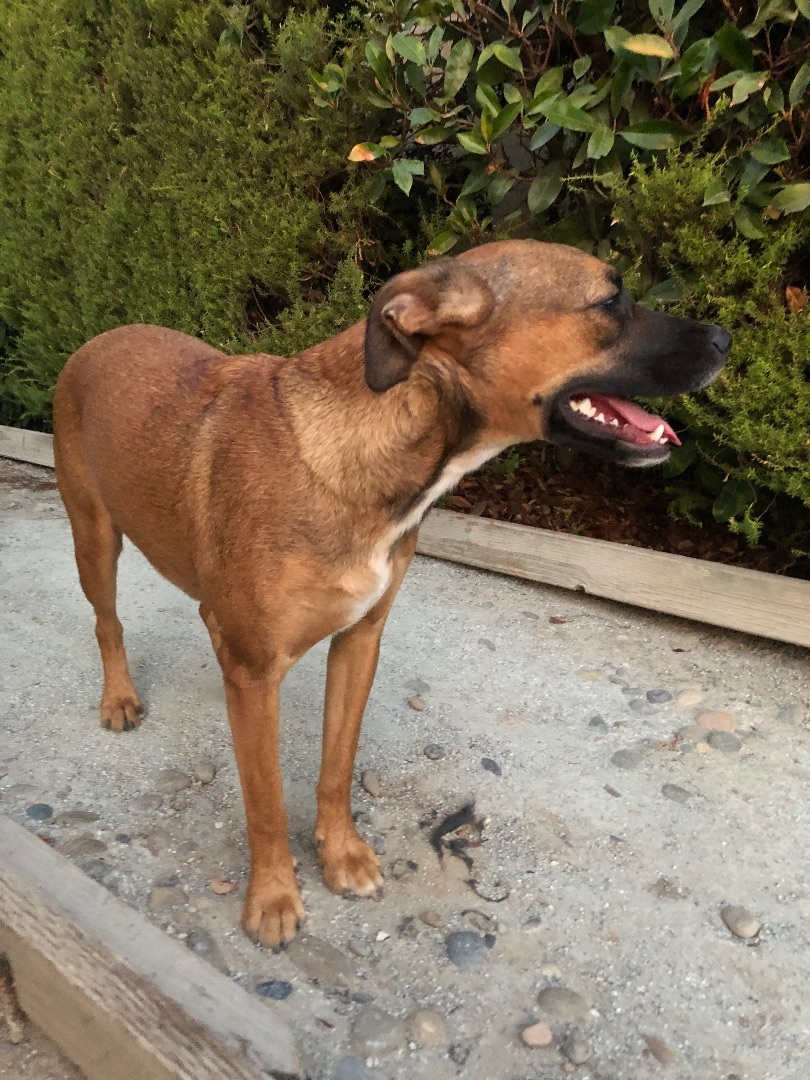 Marcia, a Adoptable Terrier in Fresno, CA image 2/10