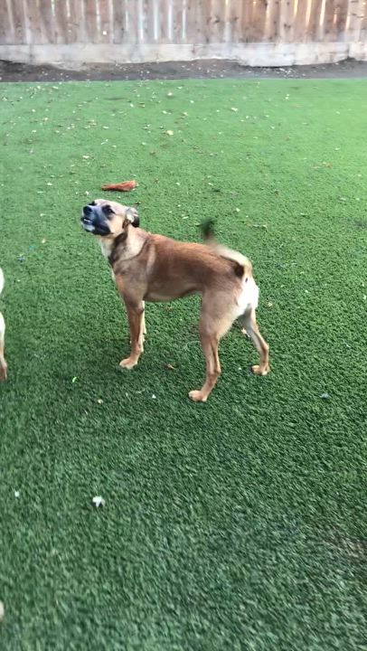 Enlarge Marcia, a Adoptable Terrier in Fresno, CA video 9/10