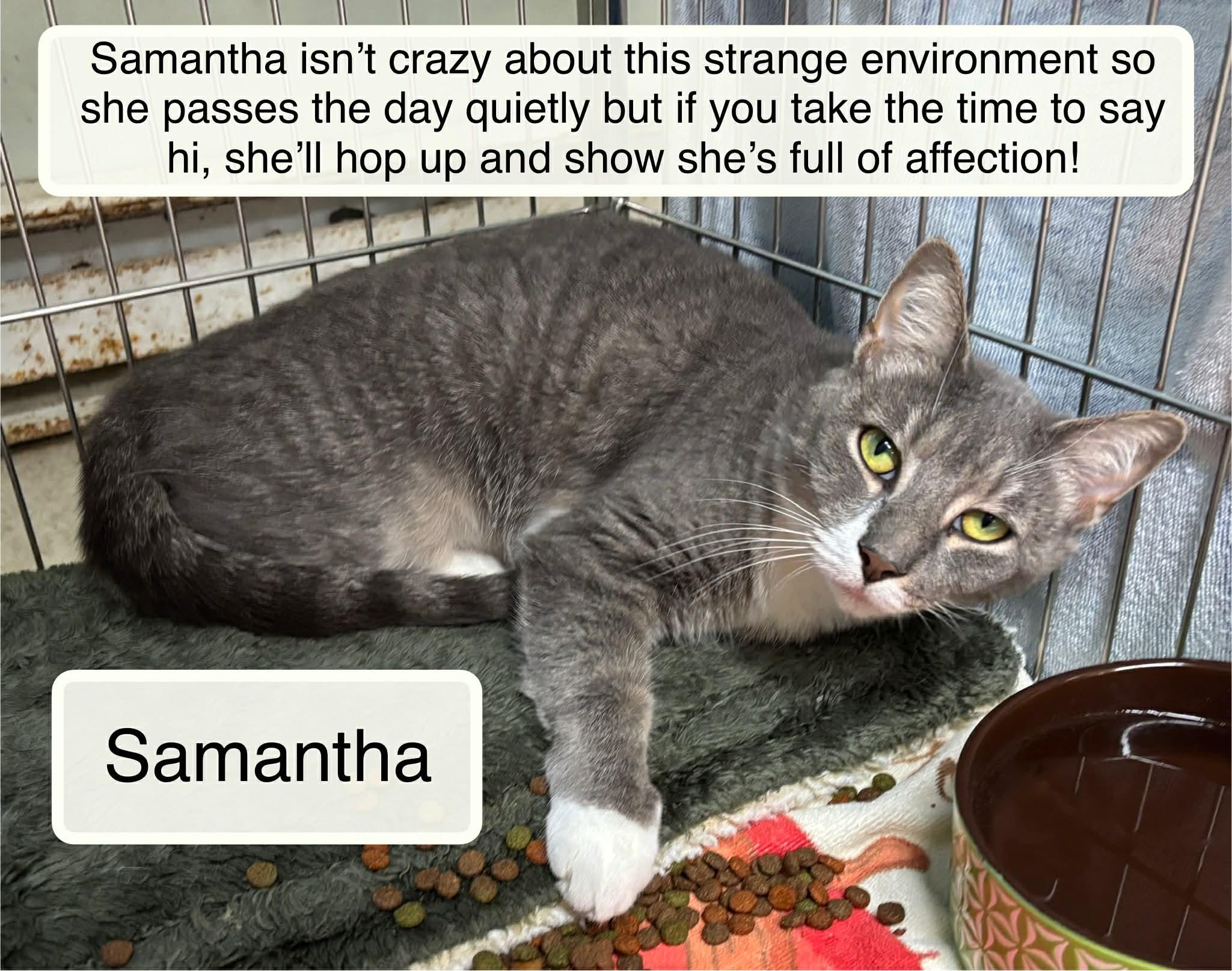 Samantha 2 at Luna Cat Cafe, a ADOPTABLE Domestic Short Hair in Ellicott City, MD image 1/3