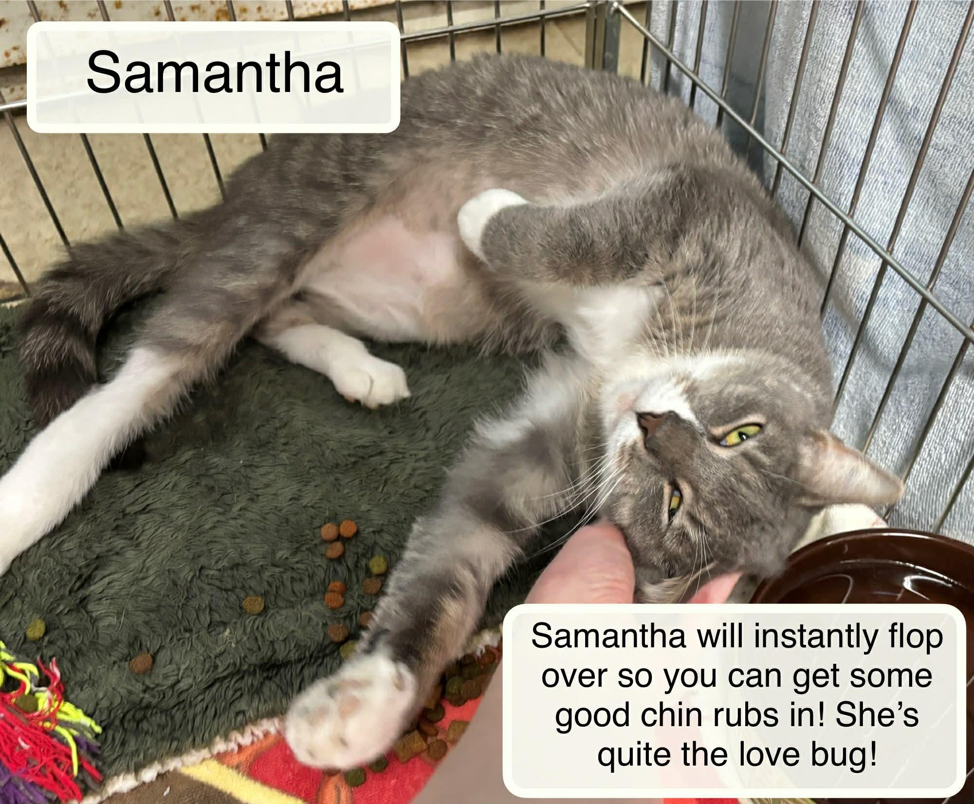 Samantha 2 at Luna Cat Cafe, a ADOPTABLE Domestic Short Hair in Ellicott City, MD image 2/3