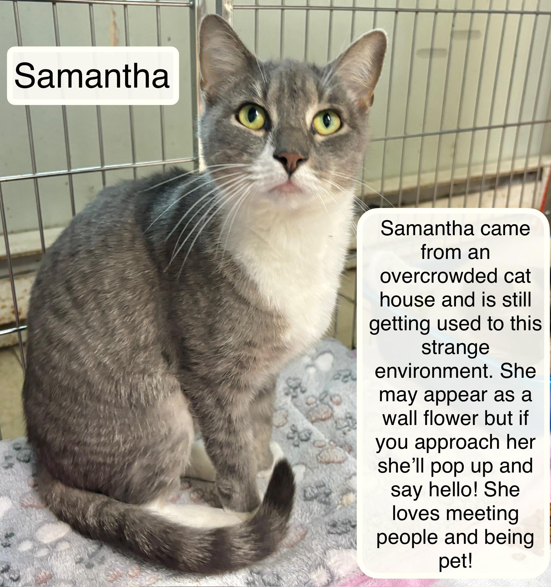 Samantha 2 at Luna Cat Cafe, a ADOPTABLE Domestic Short Hair in Ellicott City, MD image 3/3