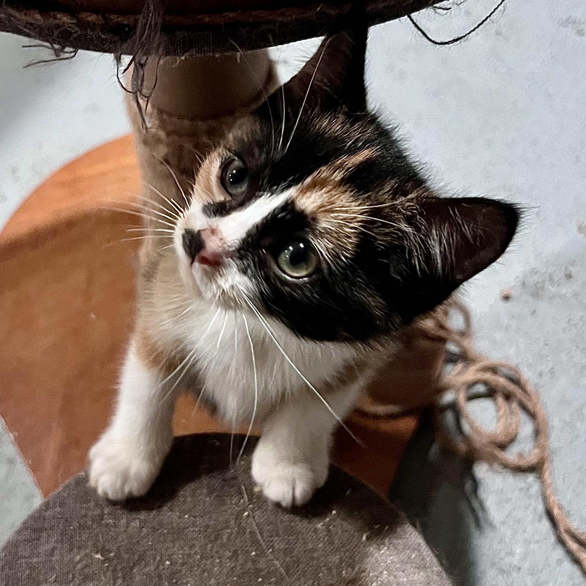 Enlarge Rumi, a Adopted Domestic Short Hair in Pickering, ON image 5/5
