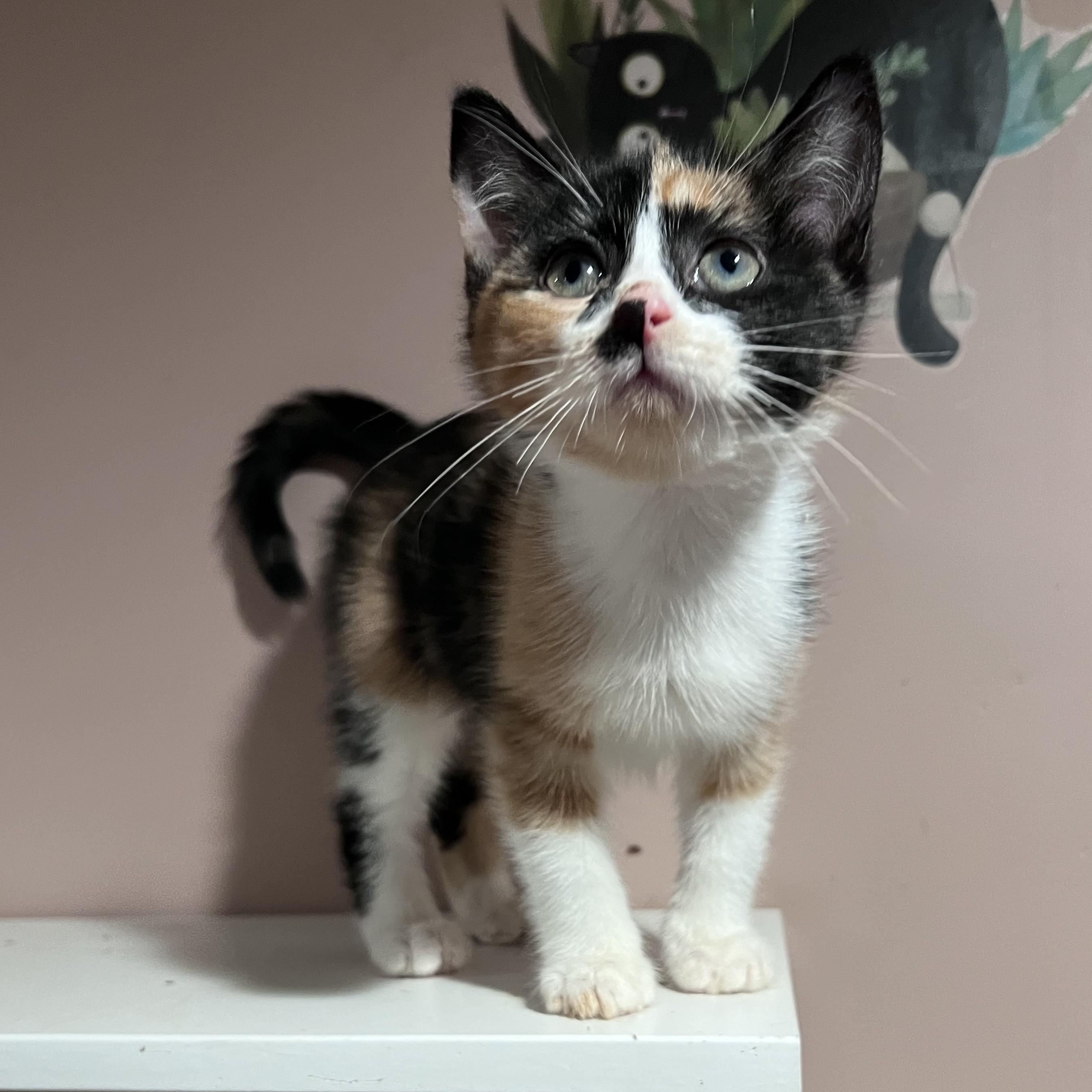 Enlarge Rumi, a Adopted Domestic Short Hair in Pickering, ON image 4/5