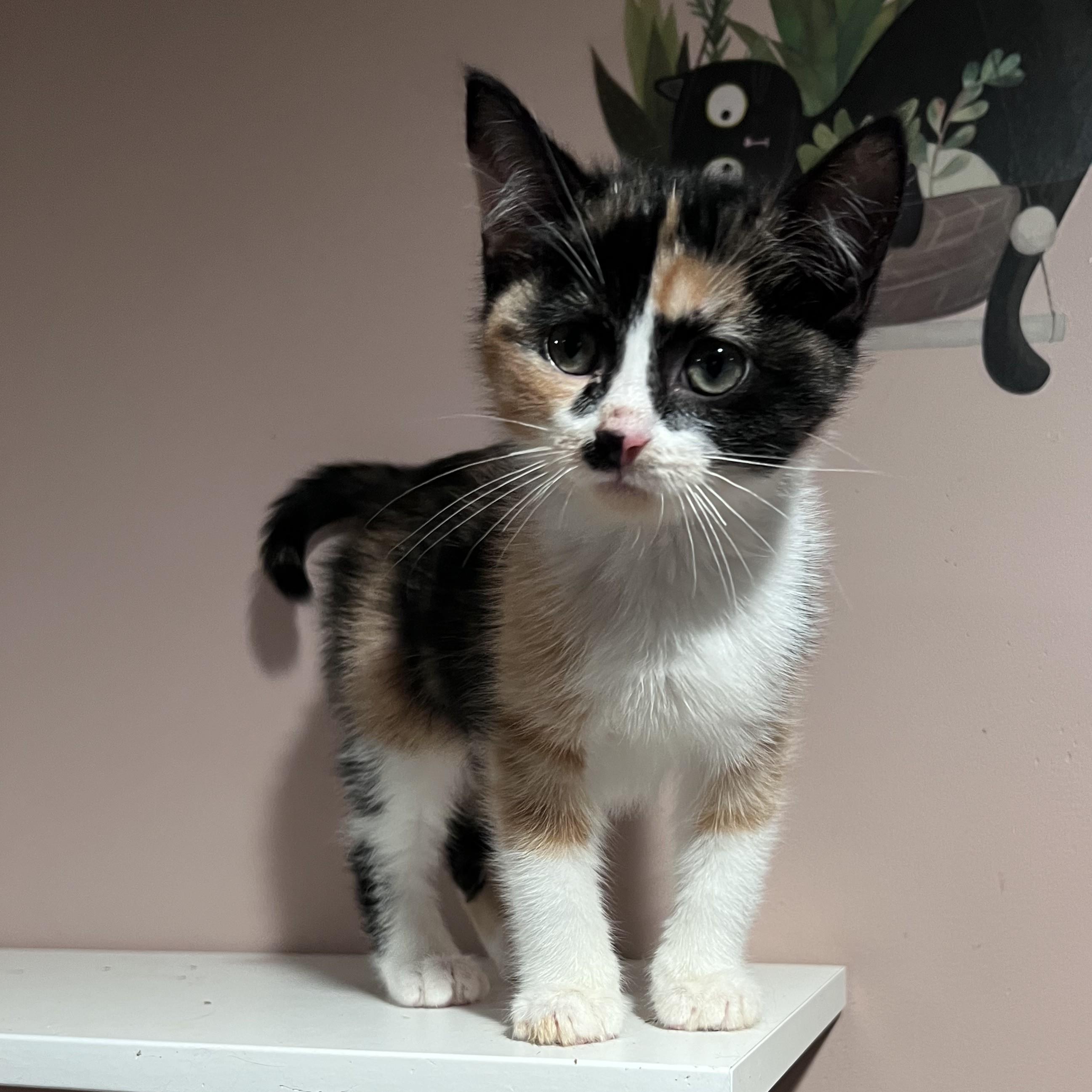 Rumi, Adopted, Kitten Female Domestic Short Hair.