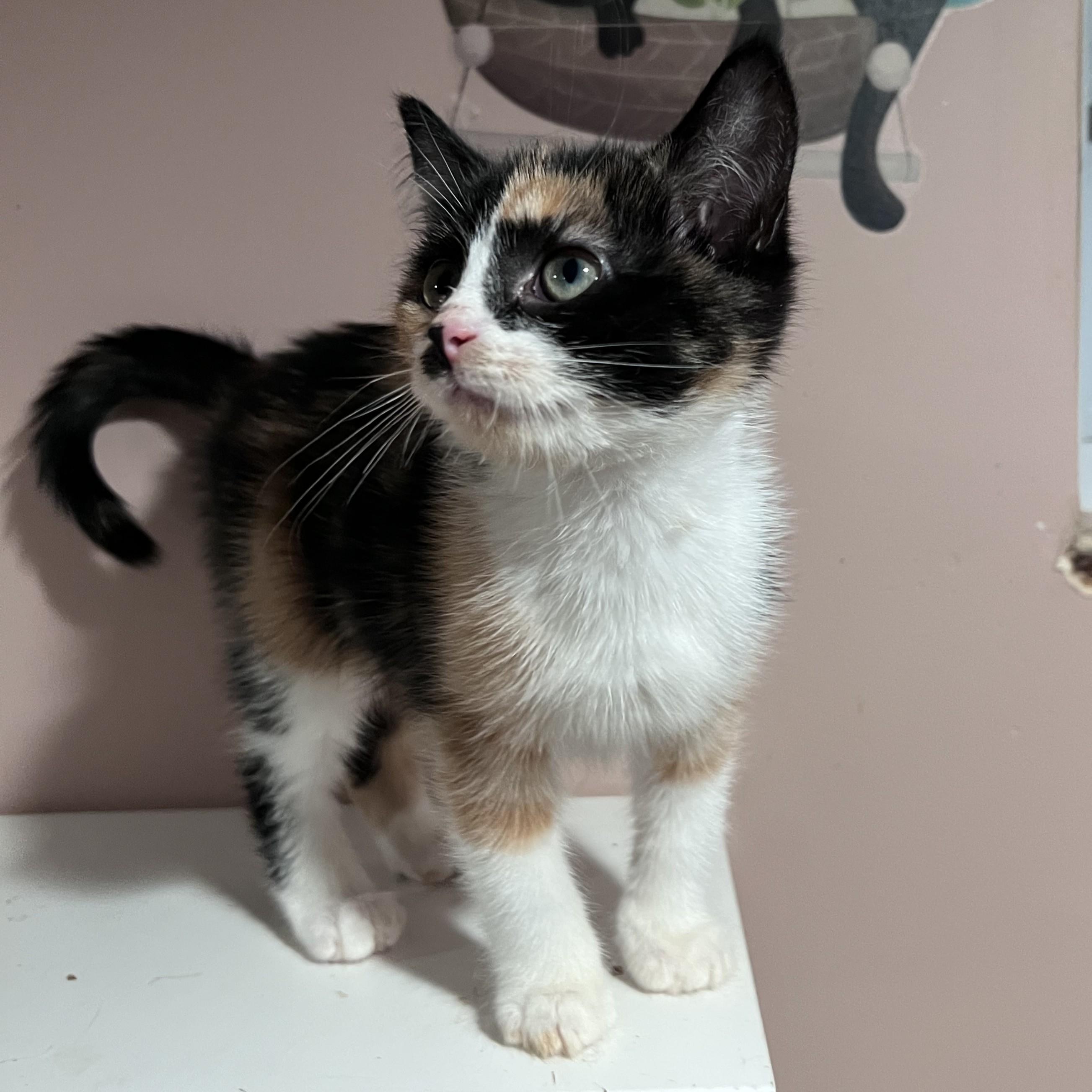 Enlarge Rumi, a Adopted Domestic Short Hair in Pickering, ON image 3/5