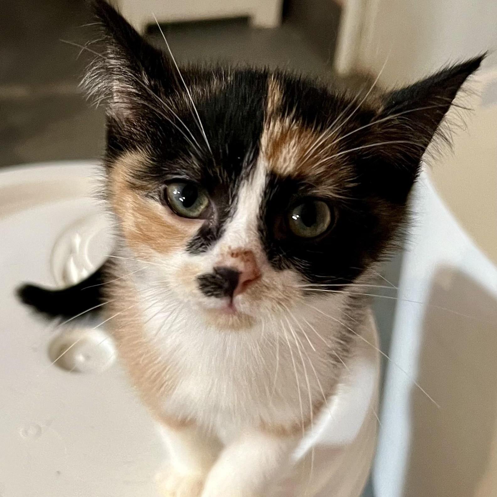 Enlarge Rumi, a Adopted Domestic Short Hair in Pickering, ON image 2/5