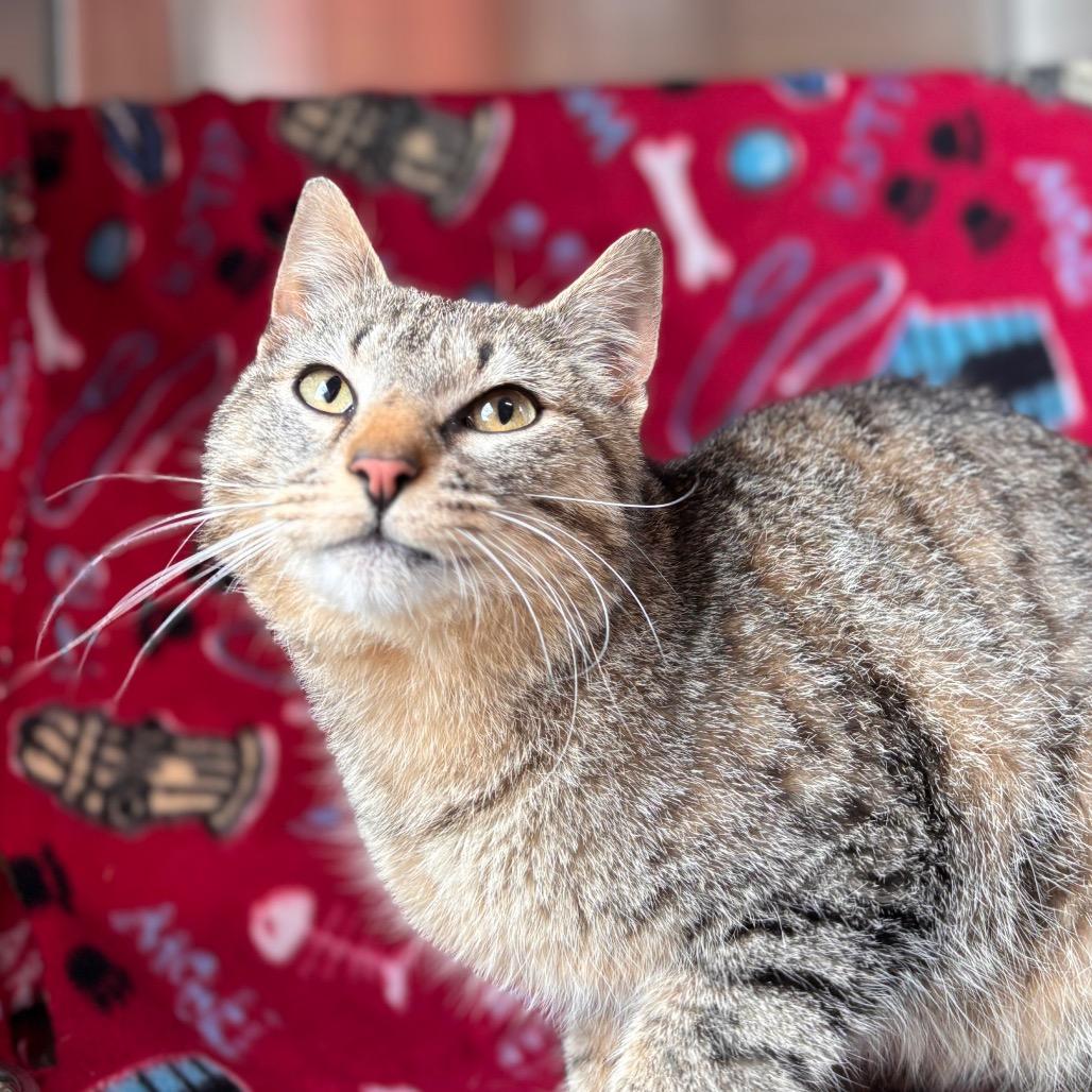 Pretzel Bun, a Adoptable Domestic Short Hair in Nashville, IN image 1/6
