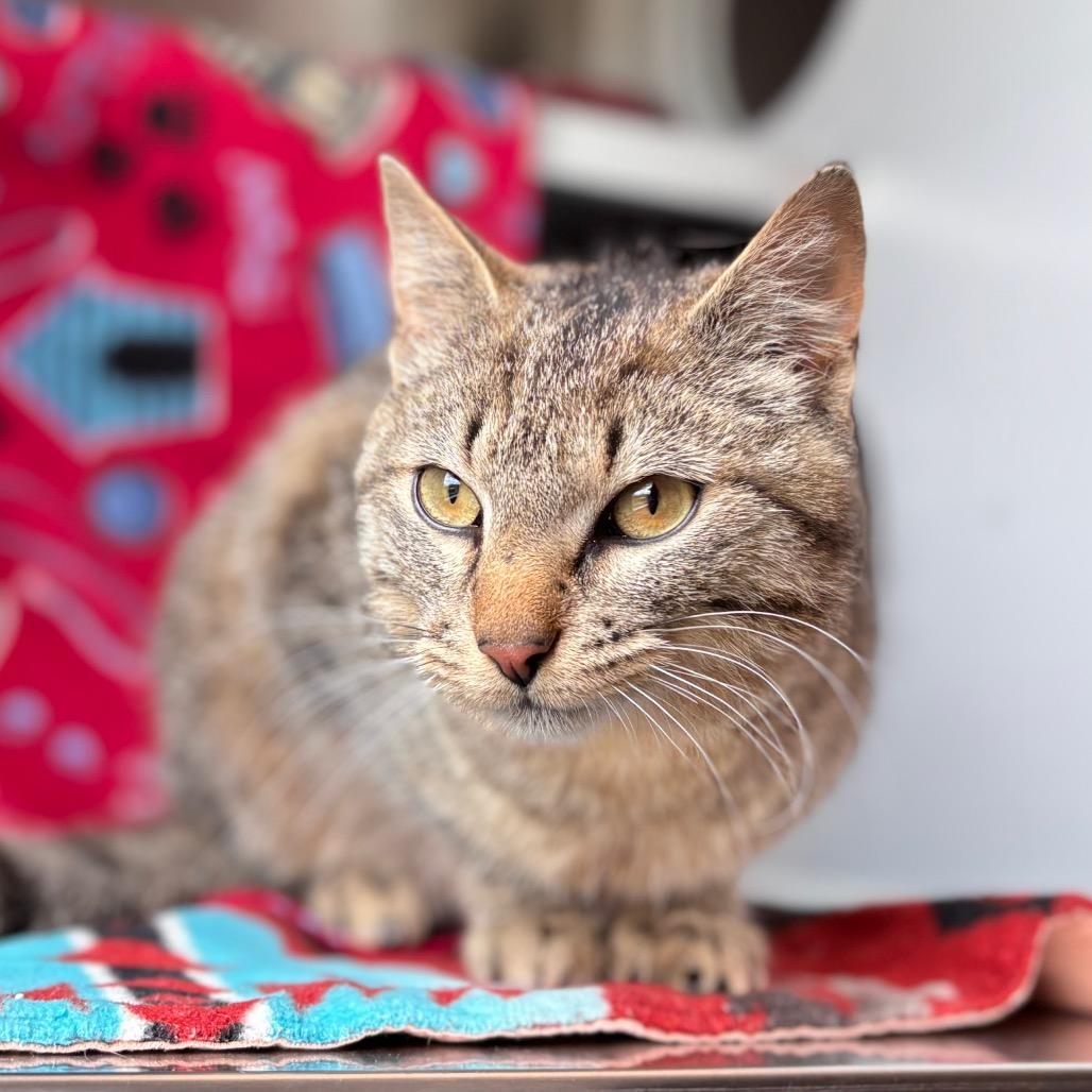 Pretzel Bun, a Adoptable Domestic Short Hair in Nashville, IN image 2/6