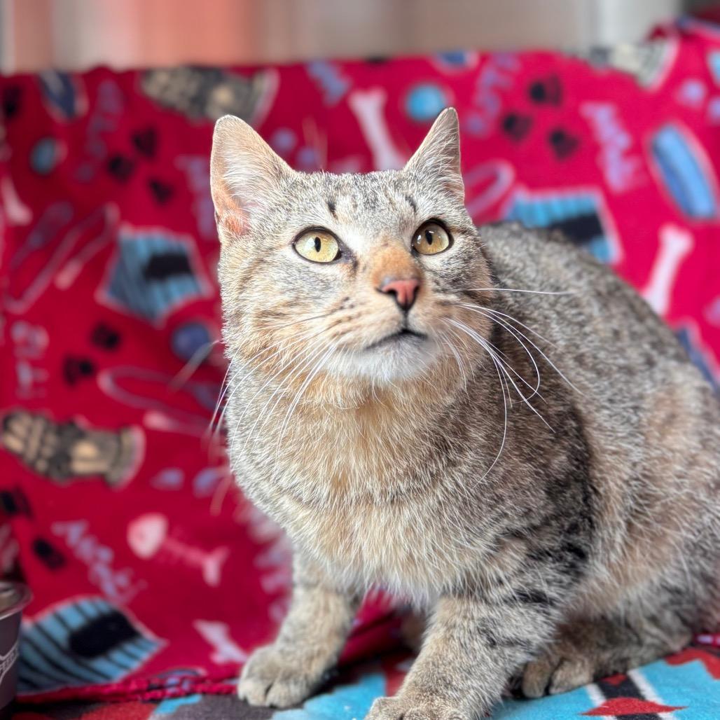 Pretzel Bun, a Adoptable Domestic Short Hair in Nashville, IN image 3/6